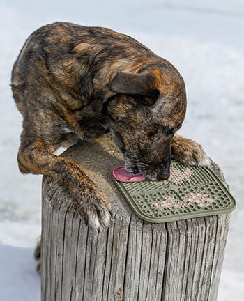 Hundefutter & Zubeh�r