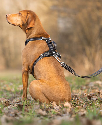 Hundehalsb�nder & Geschirre