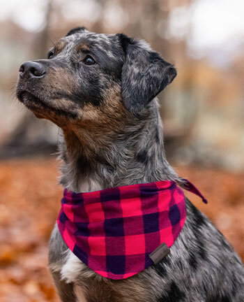 Hundezubeh�r & -b�cher