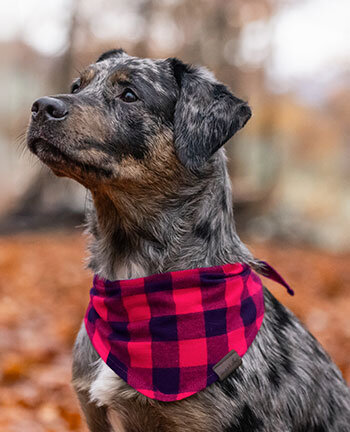 Hundezubeh�r & -accessoires