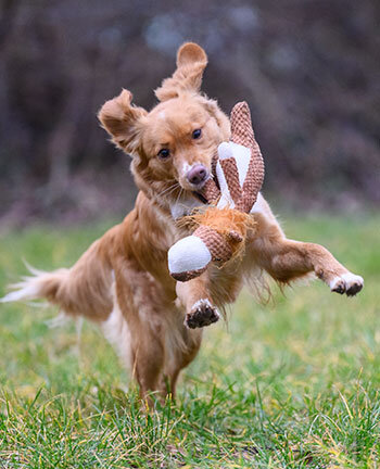 Hundebesch�ftigung