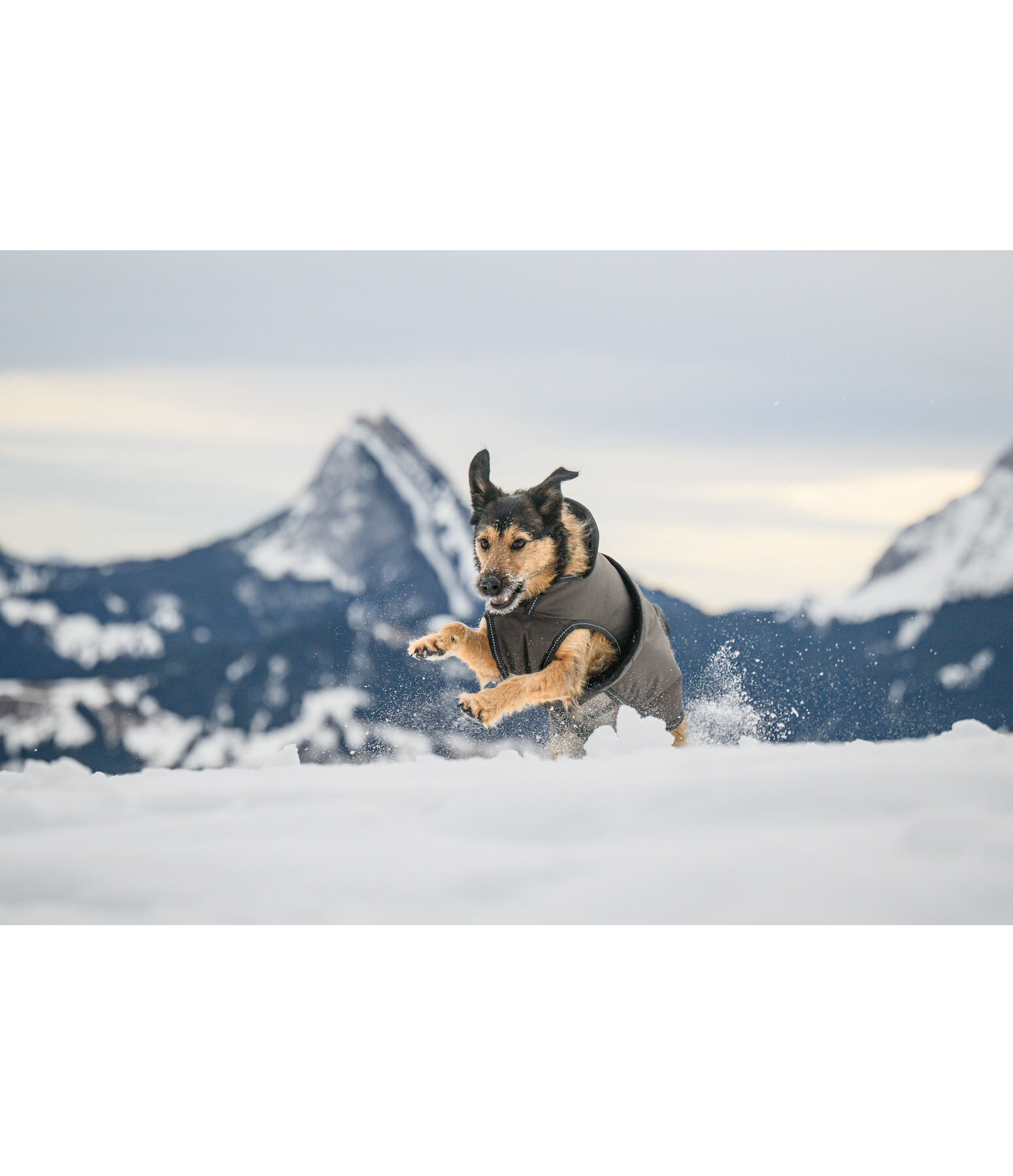 Hunde Wintermantel Eddie mit Fleeceinnenfutter, 200 g
