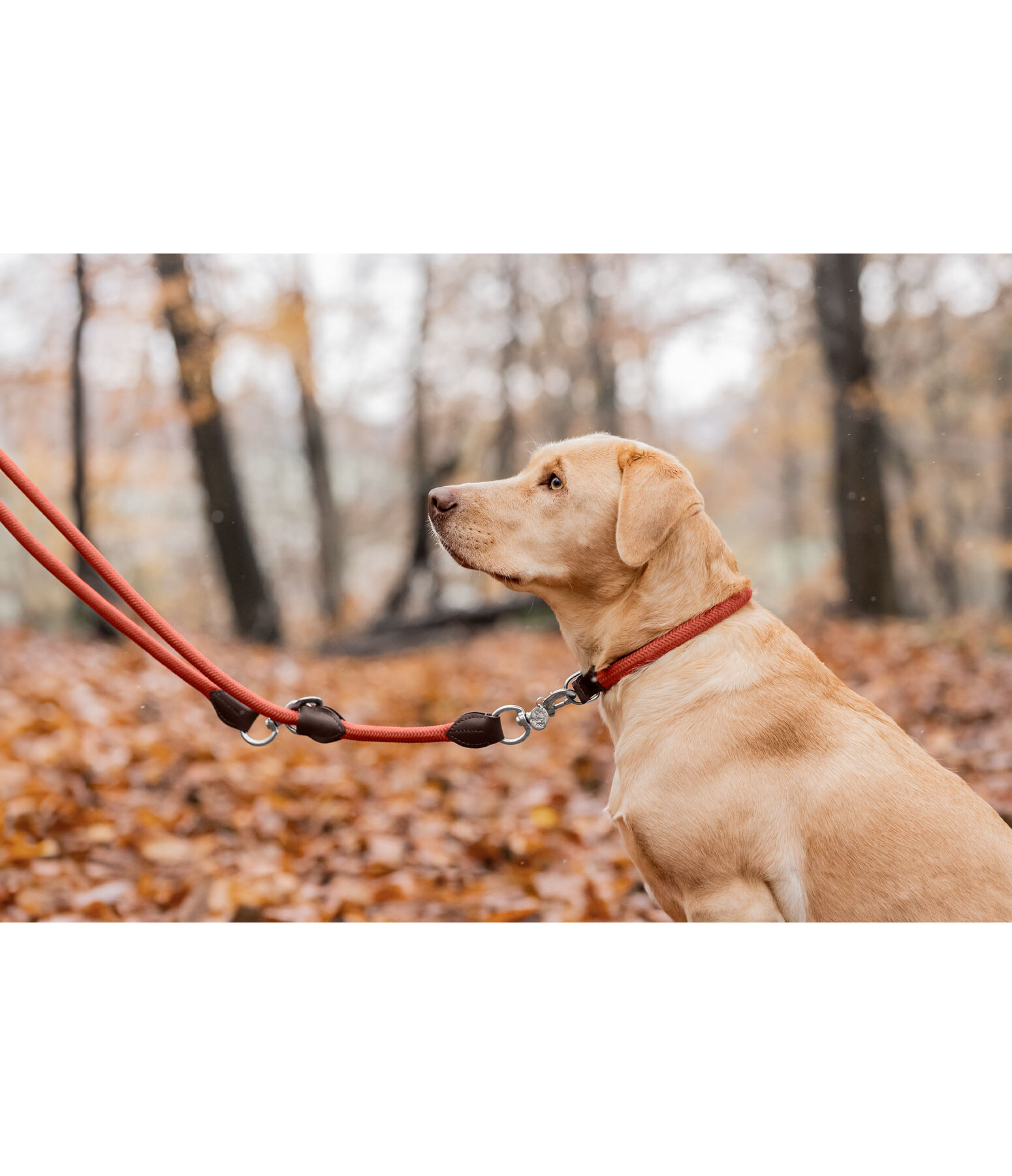 Hundehalsband Rope