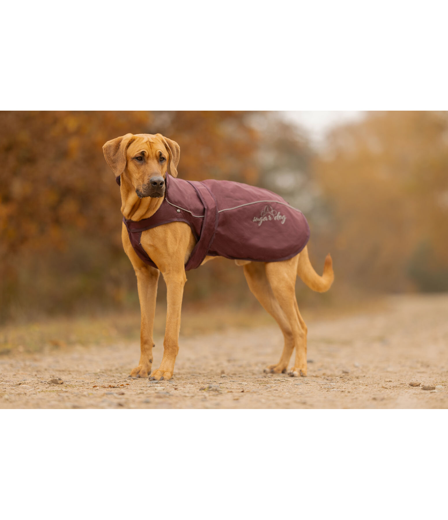 2 in 1 Nylon-Hundemantel Ally