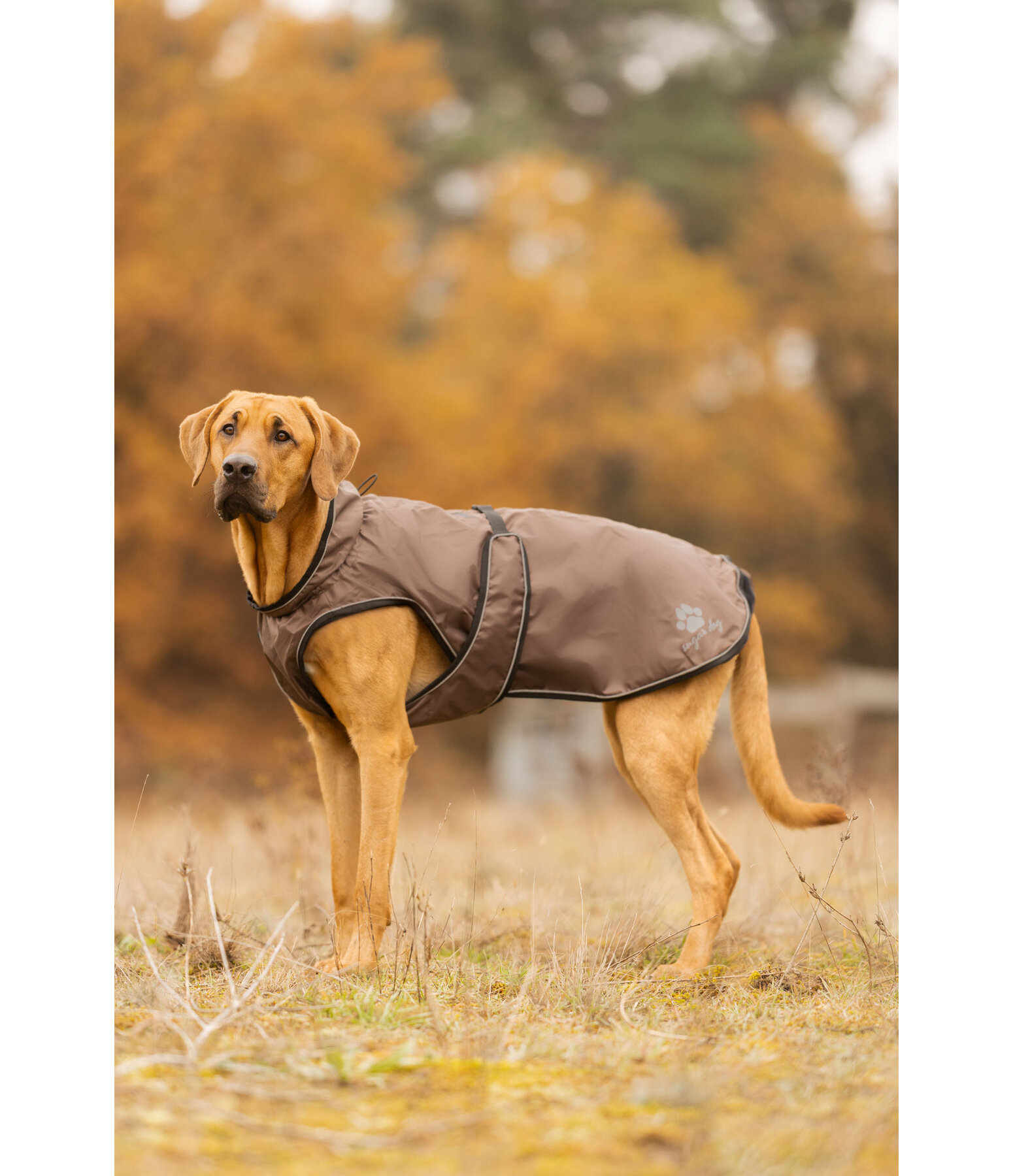 Hunde Regenmantel Eldoro II mit Fleeceinnenfutter, 0 g