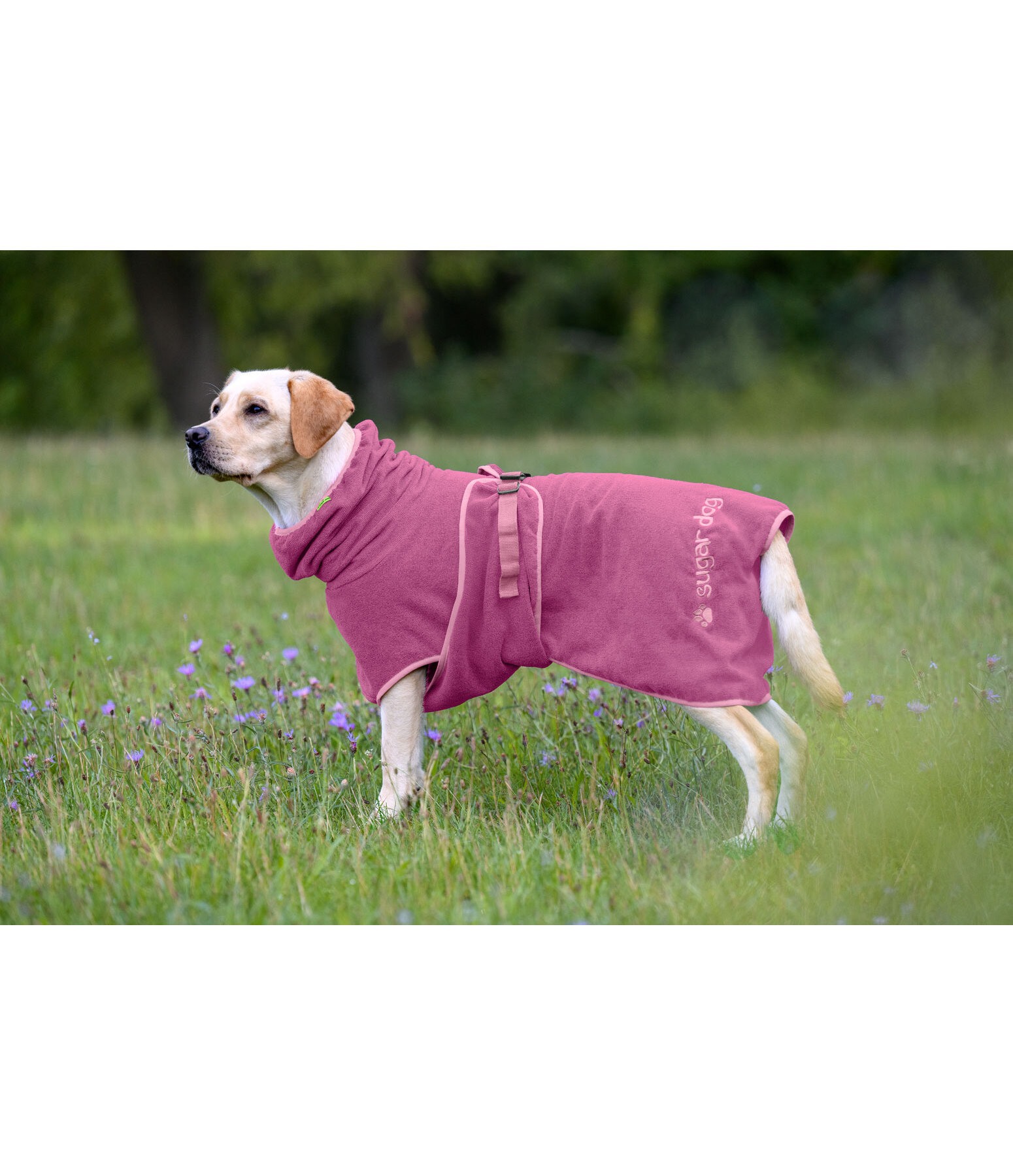 Hunde-Trocknungscape Dry Dog II