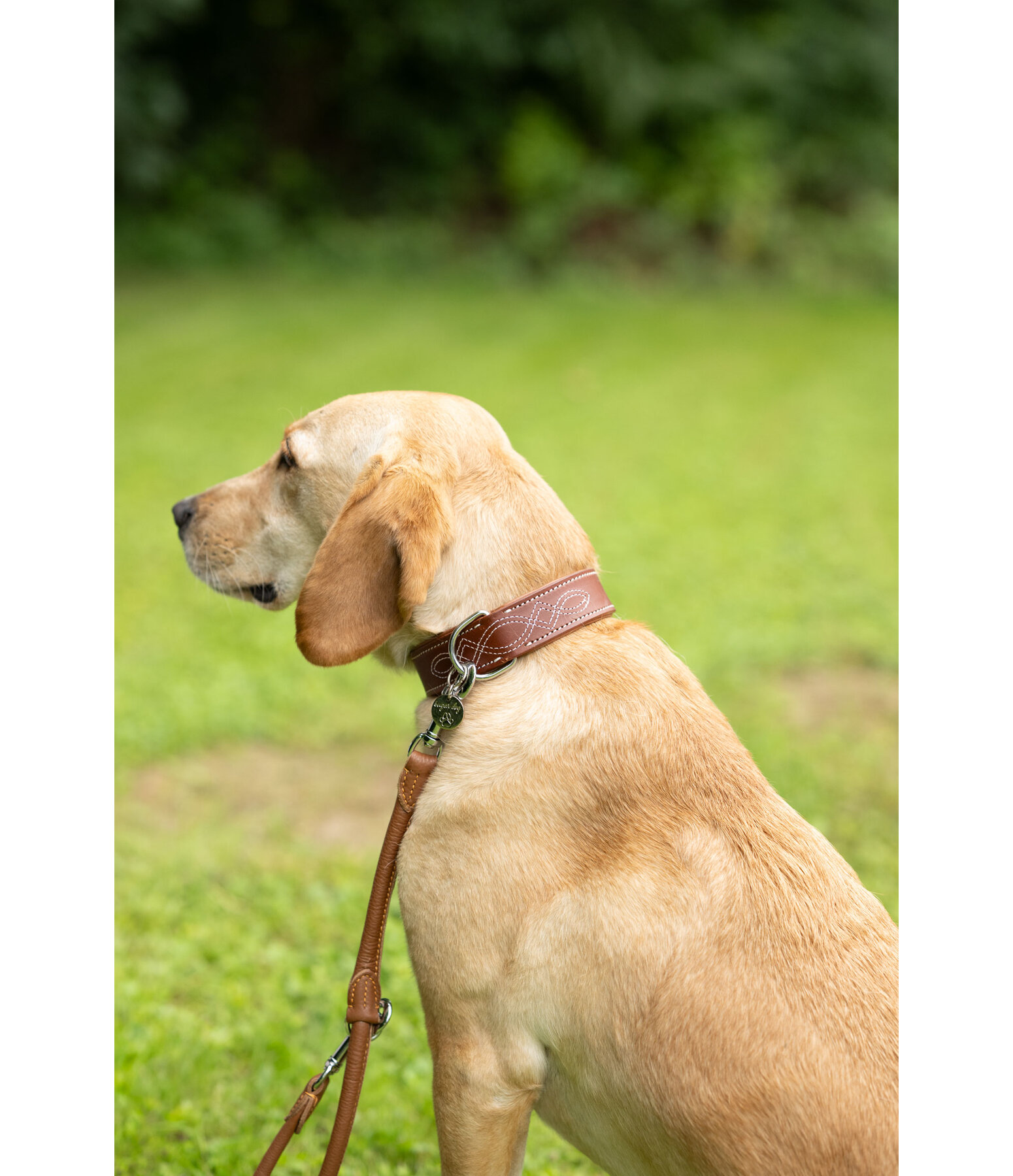 Leder-Hundehalsband Livorno