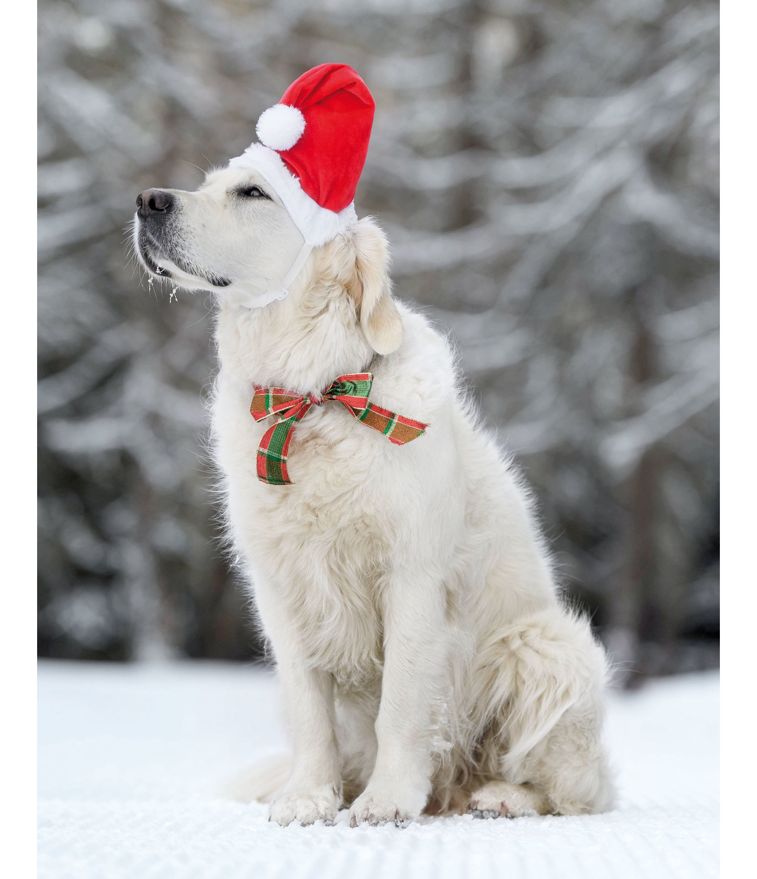 Weihnachtsm�tze Santa f�r Hunde