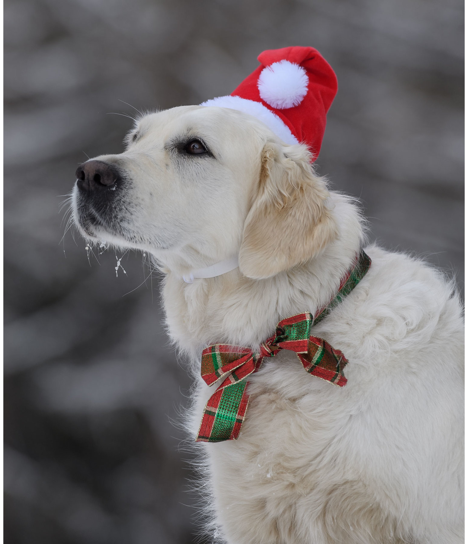Weihnachtsm�tze Santa f�r Hunde