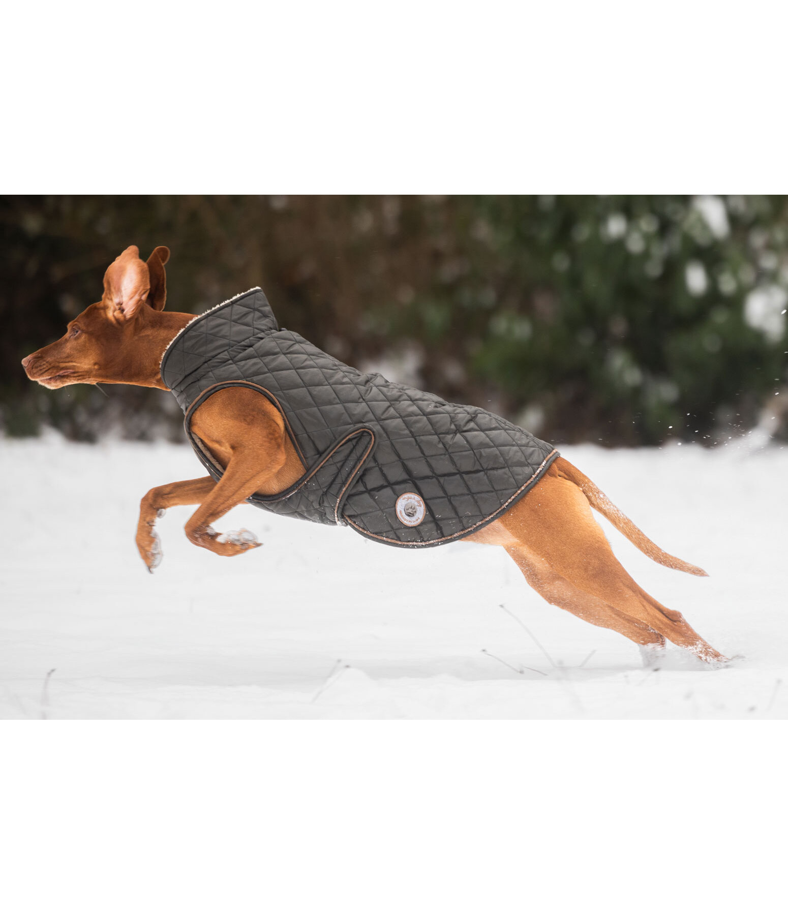 Hundemantel Archie mit Teddyfleece-Innenfutter, 160 g