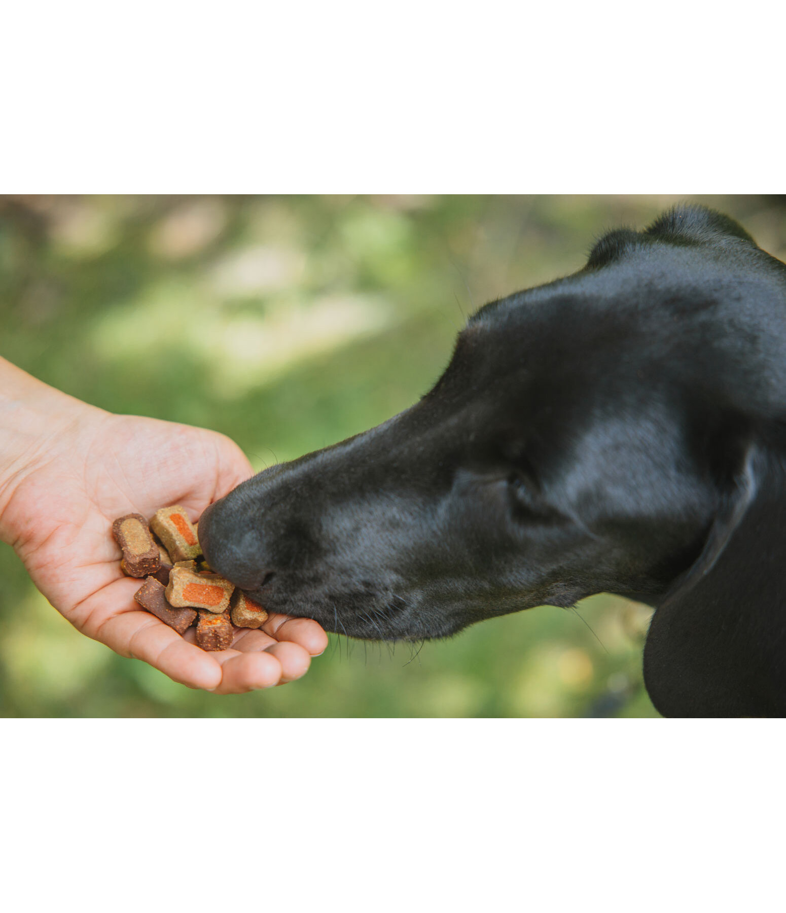 Bunter Snack-Mix f�r Hunde