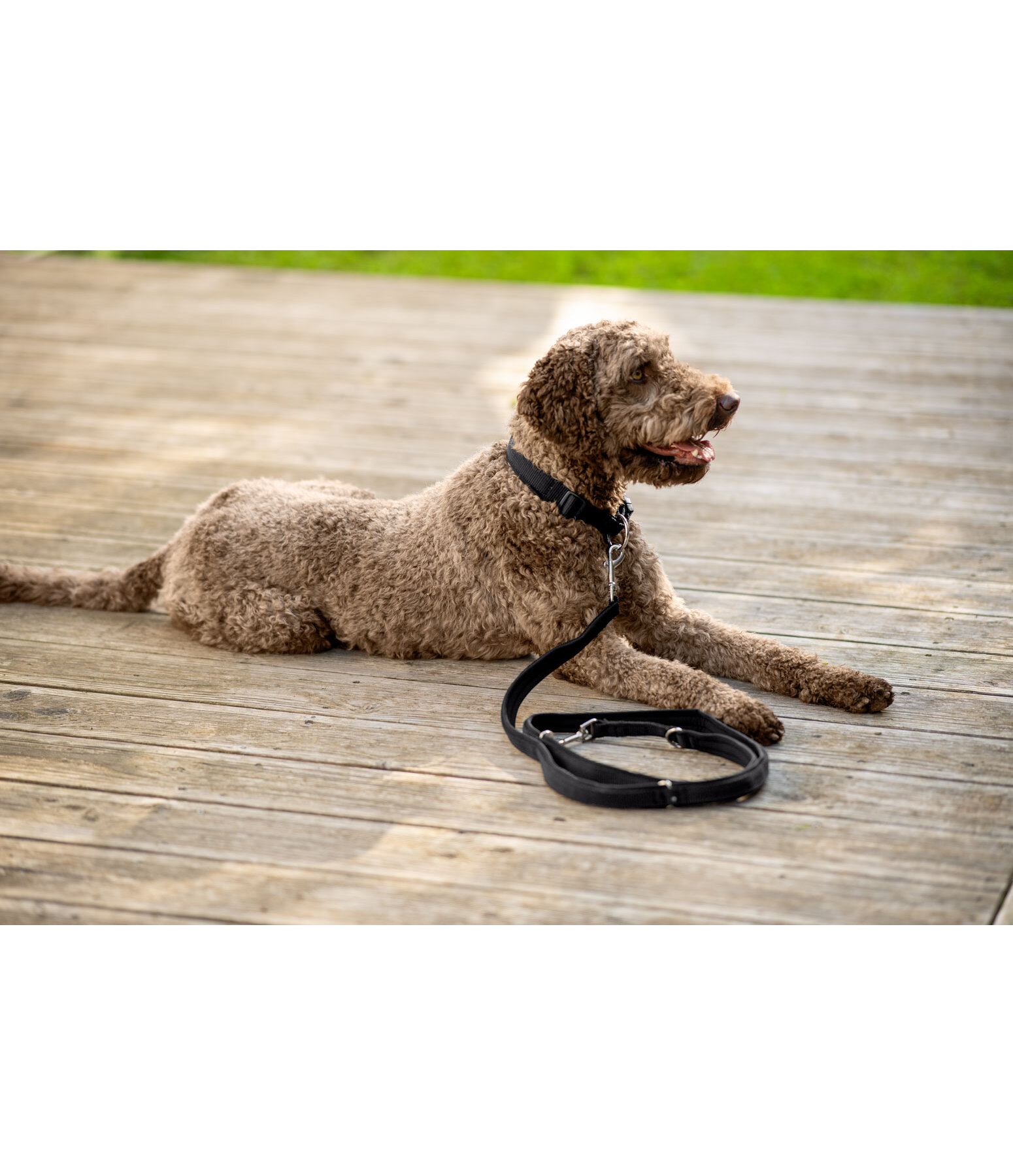 Hundehalsband Becks
