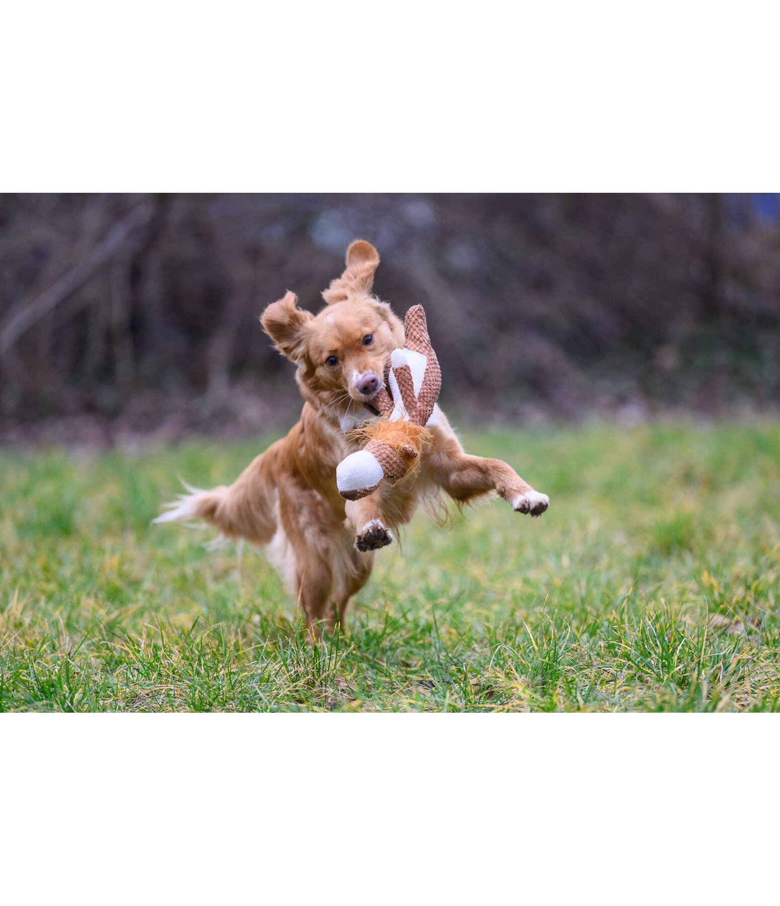 Hundespielzeug Kuschel-L�we Lio