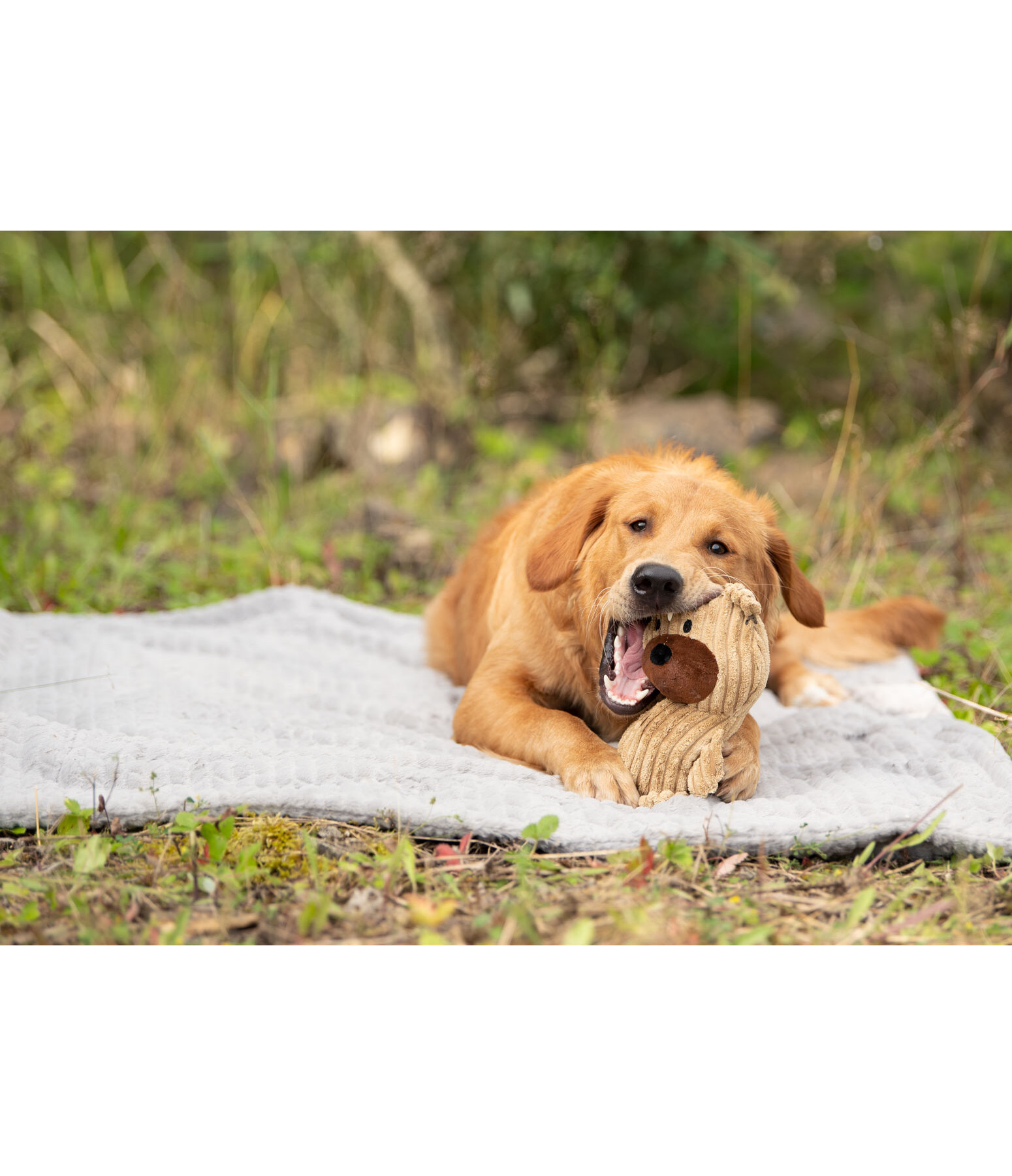 Hundespielzeug Kuschel-B�r Bruno