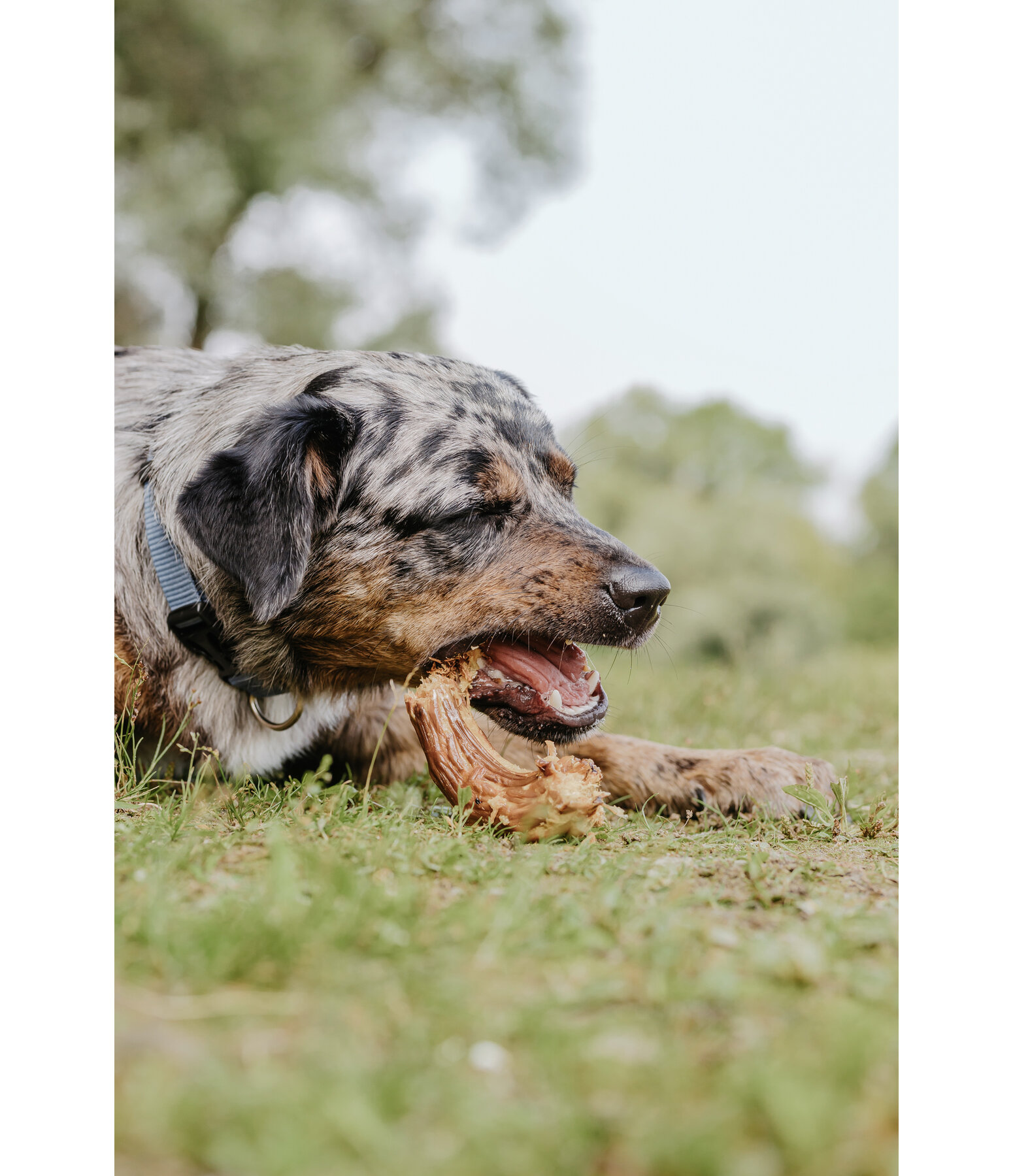 Putenh�lse Hundesnack