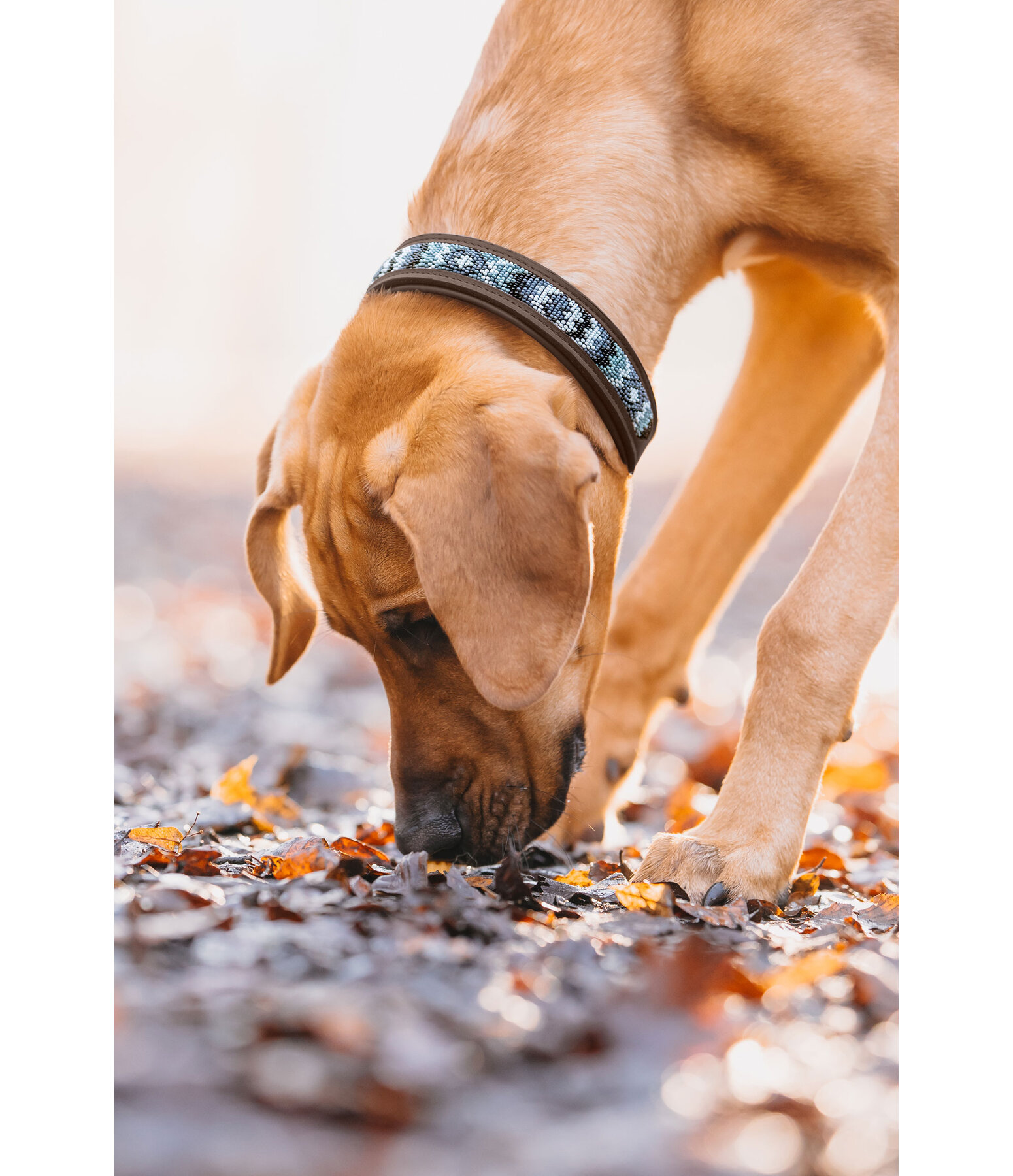 Hundehalsband in Leder-Optik Nashville