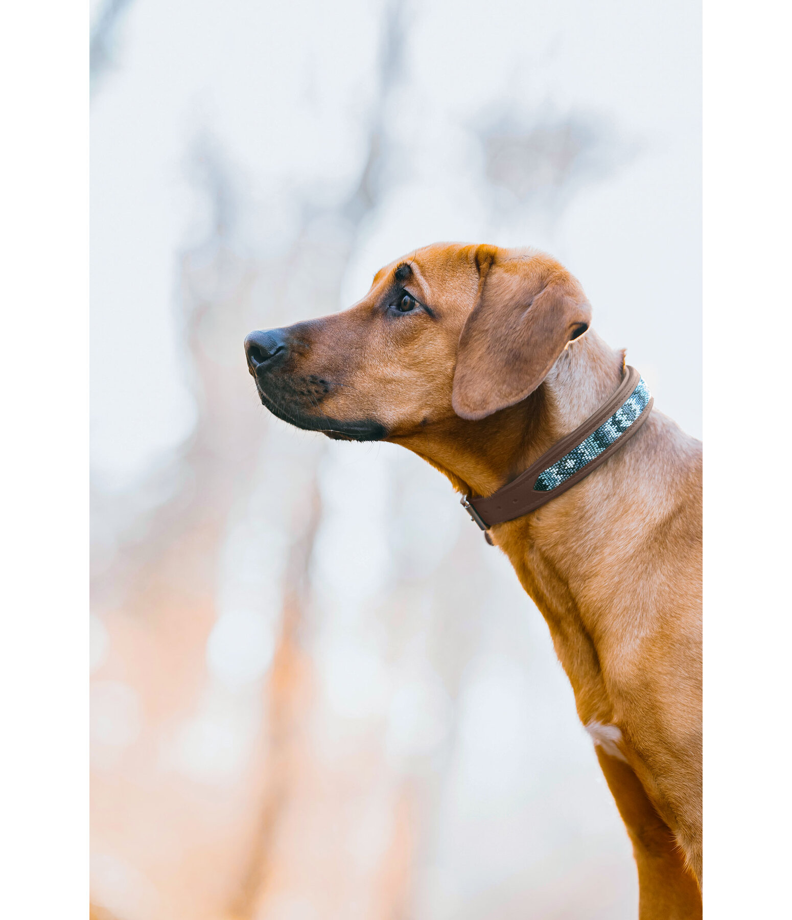 Hundehalsband in Leder-Optik Nashville