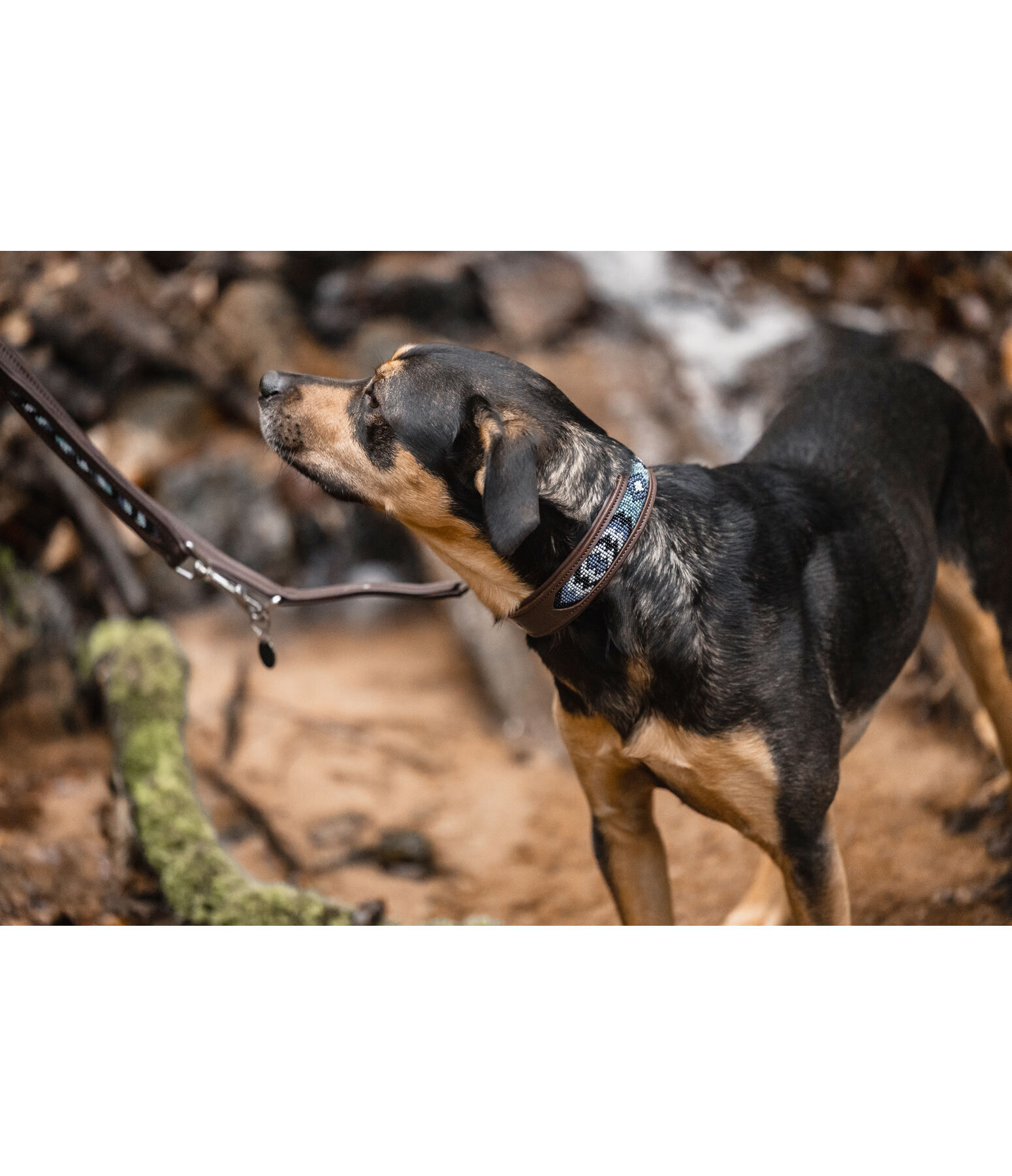 Hundehalsband in Leder-Optik Nashville