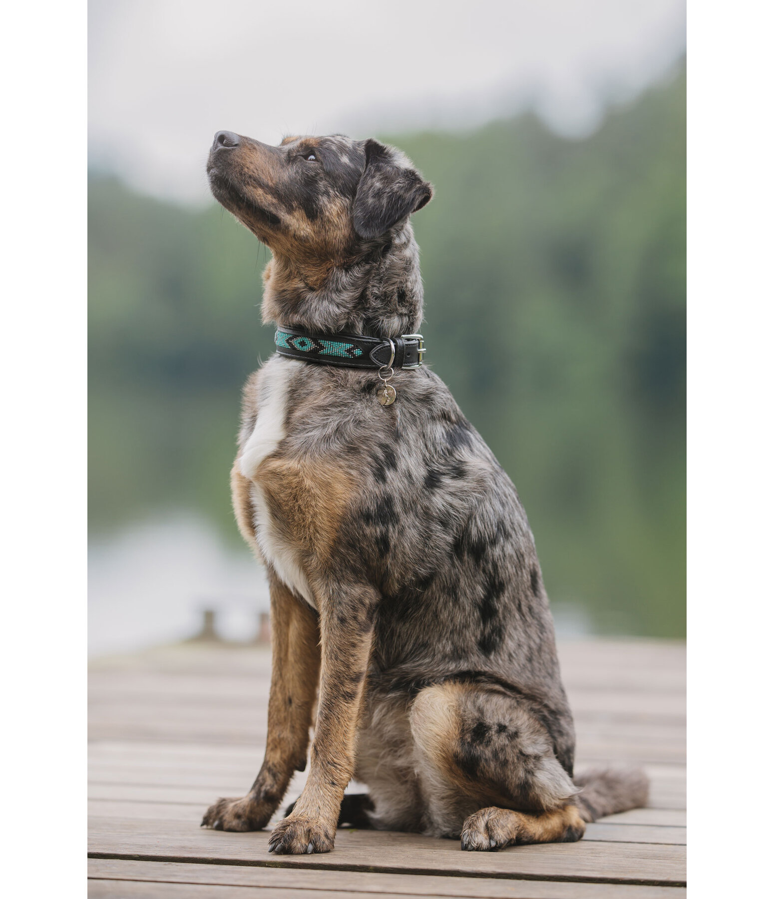 Hundehalsband in Leder-Optik Nashville