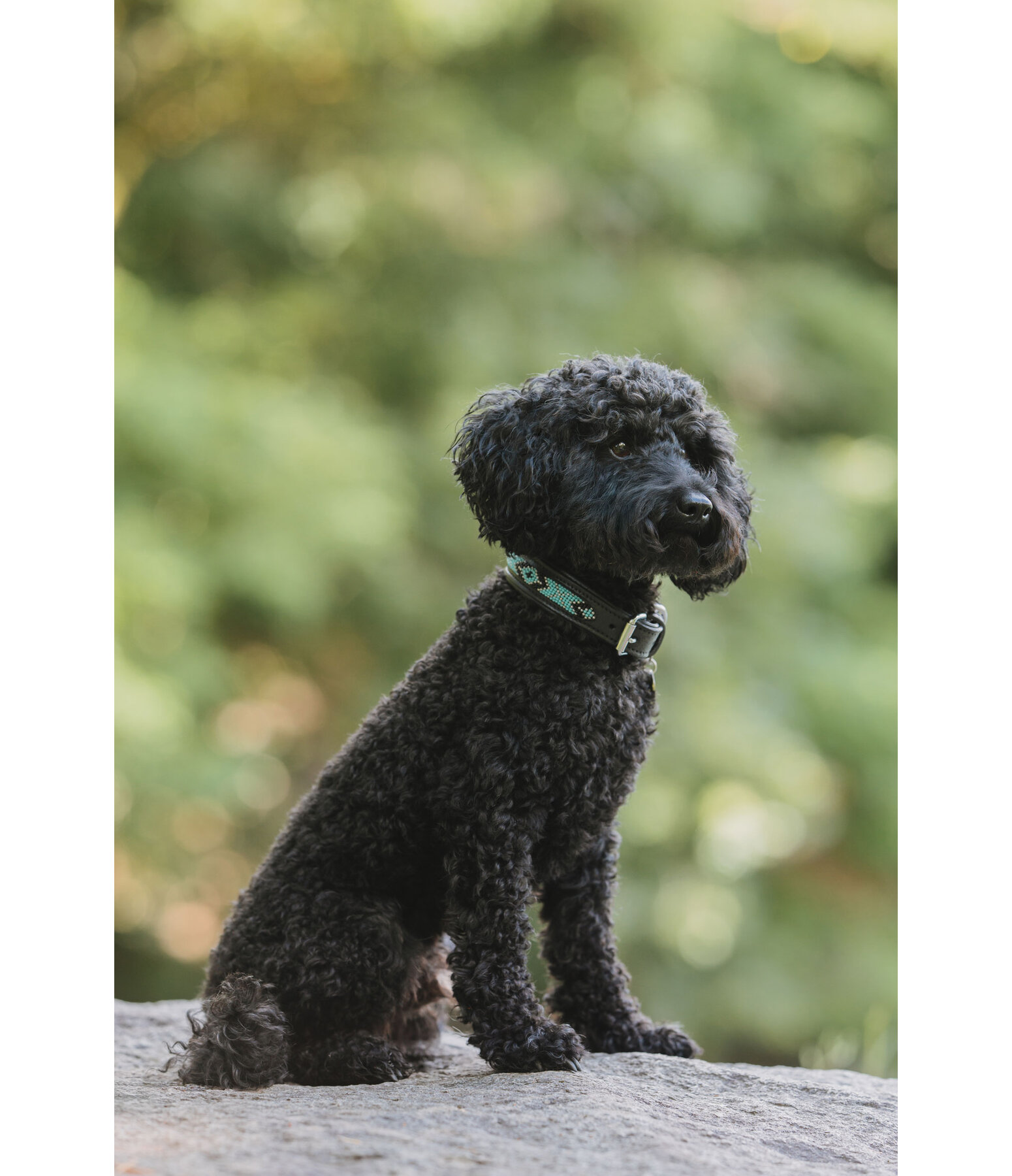 Hundehalsband in Leder-Optik Nashville