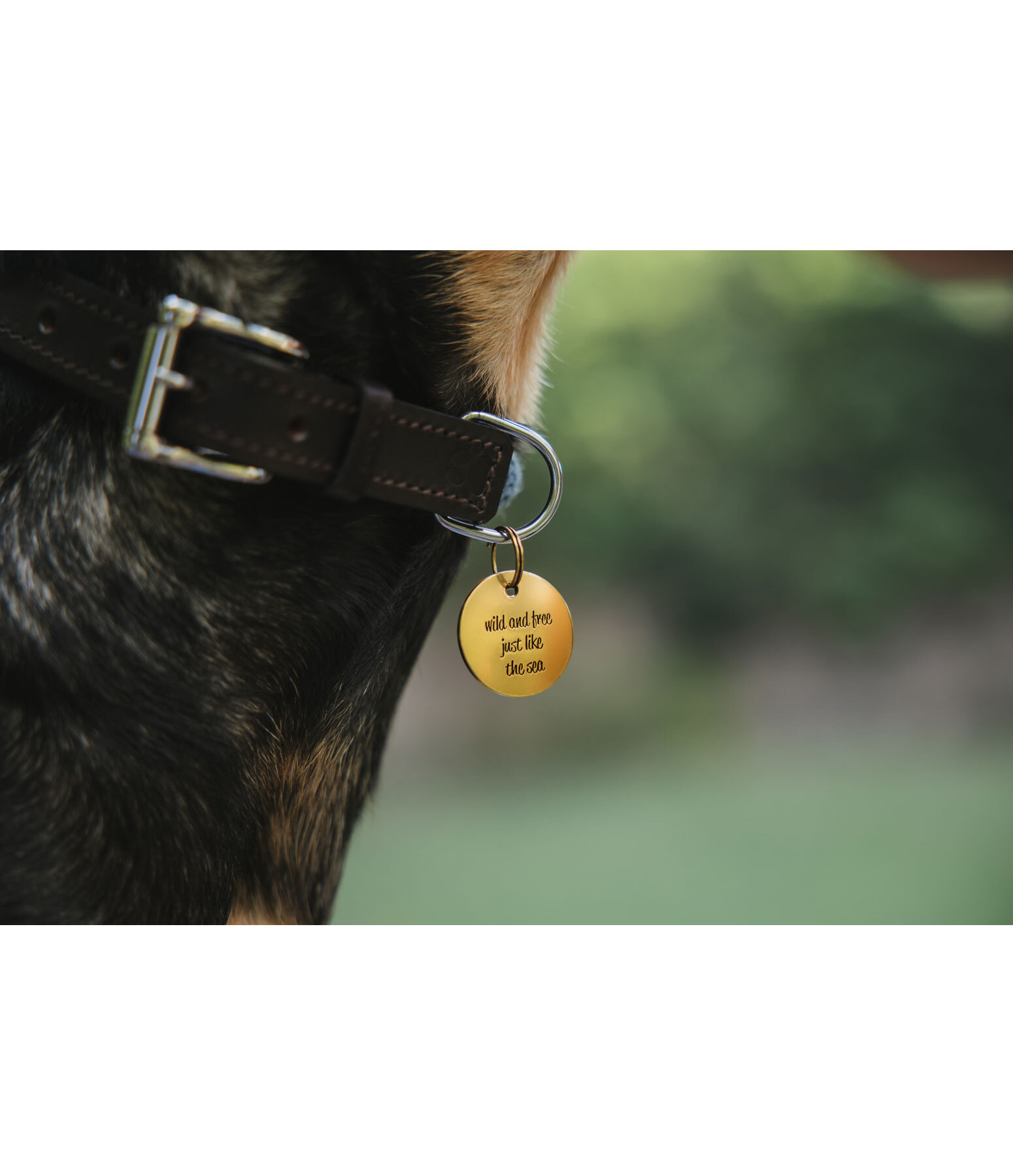 Charm f�r Hunde Travel Buddy
