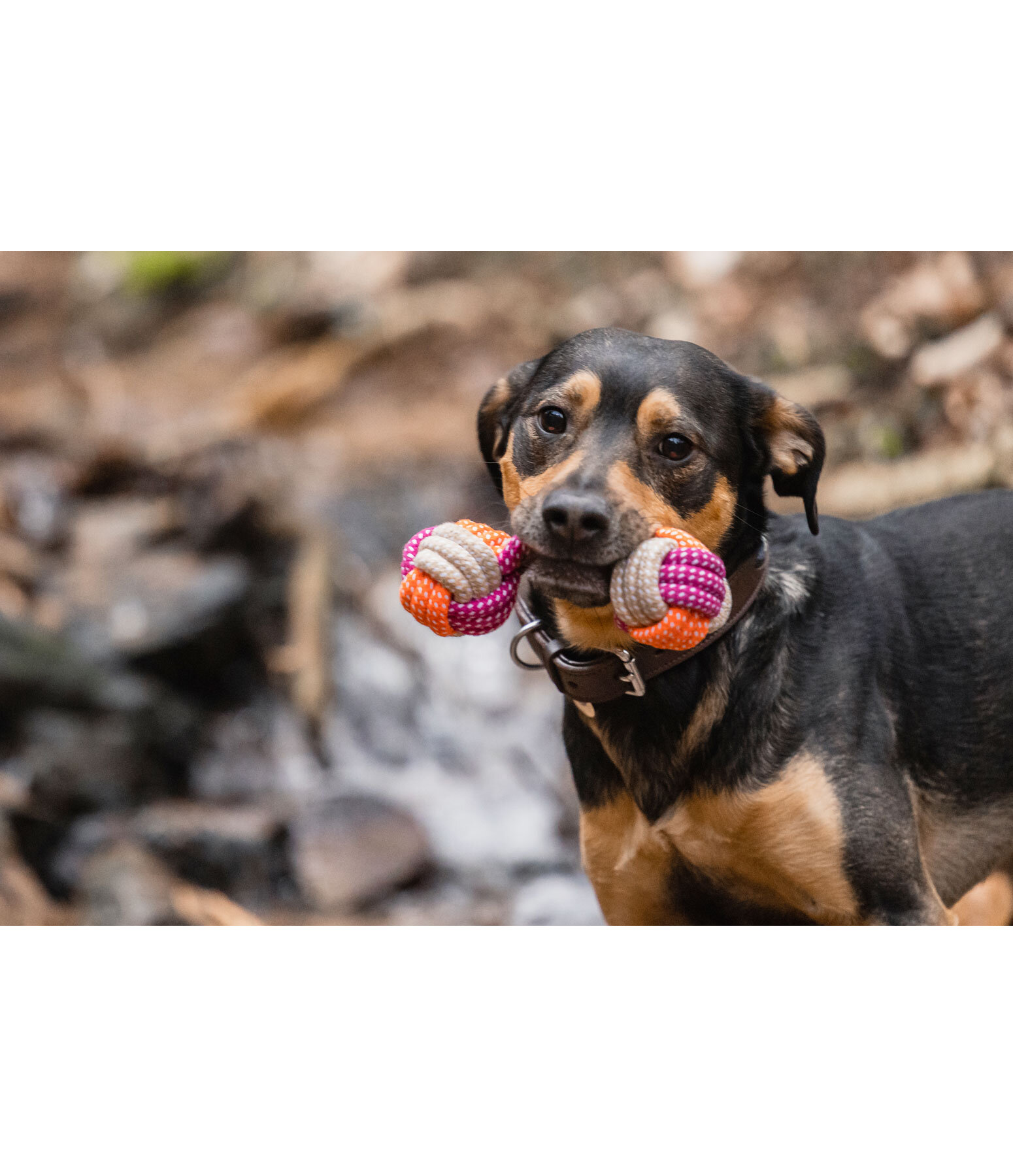 Tau-Hundespielzeug Sepp