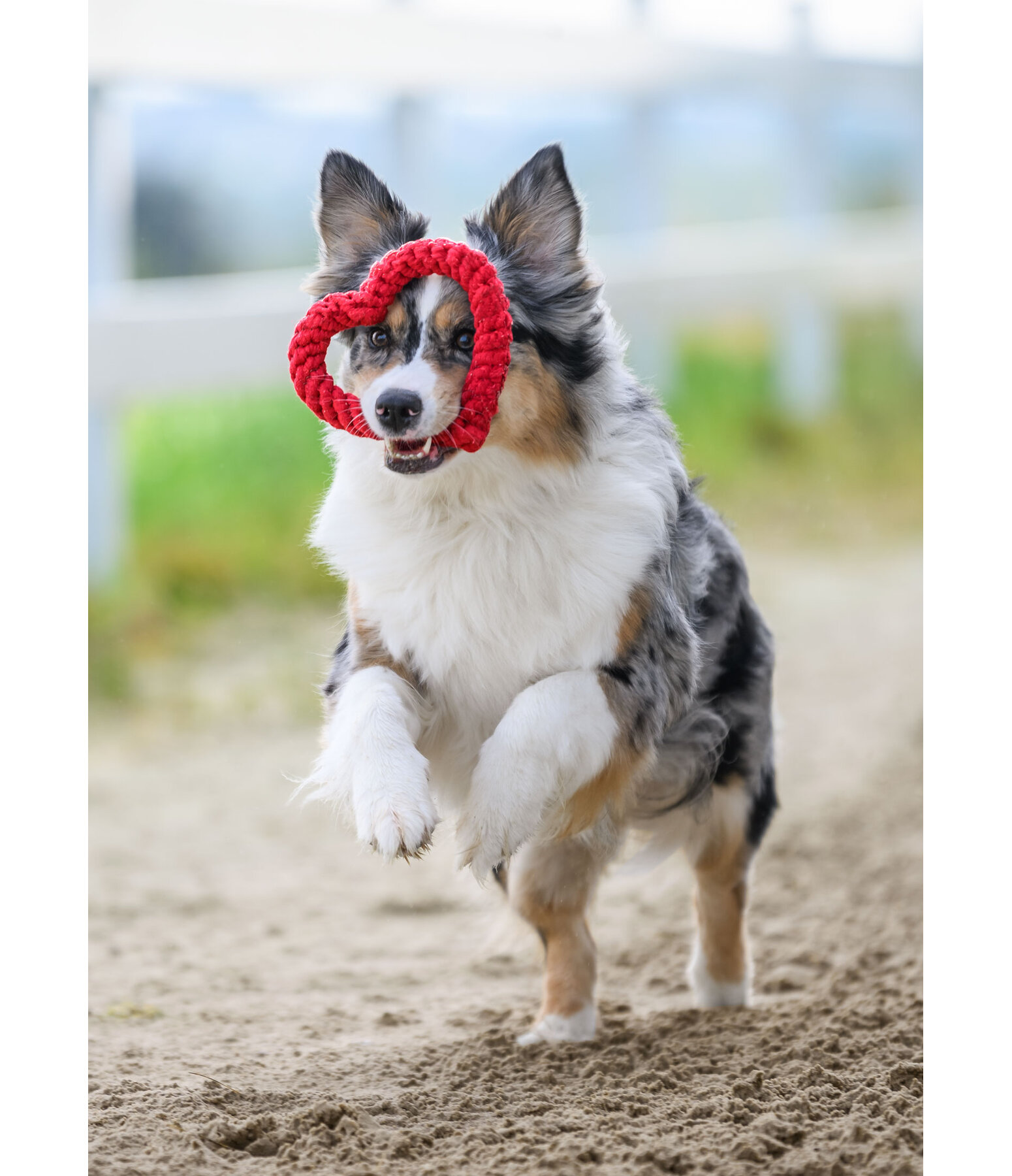Tau-Hundespielzeug Valentine