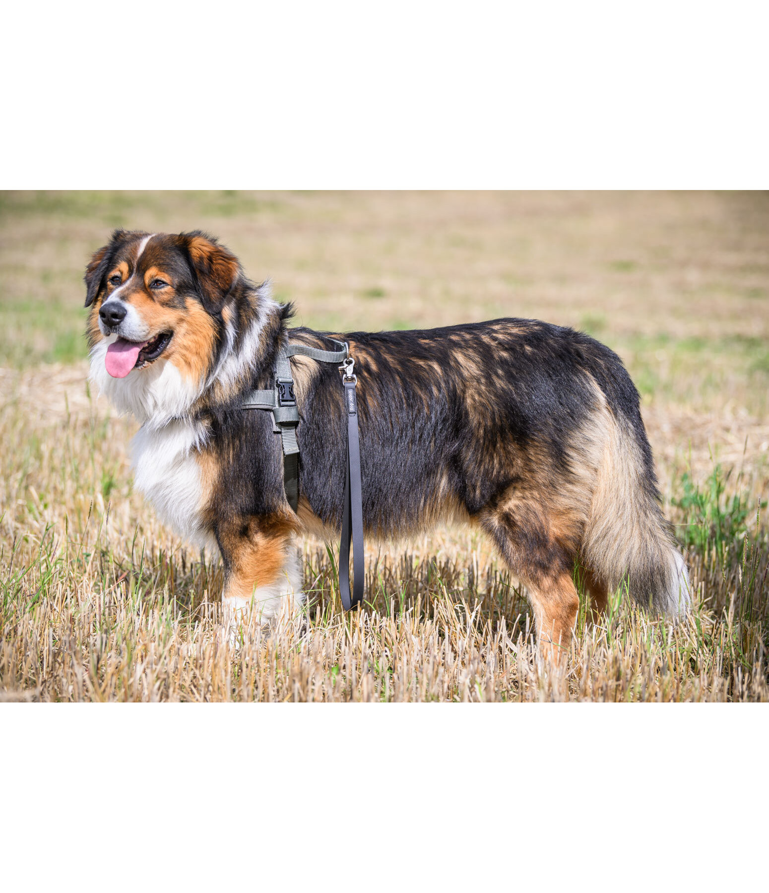 Waterproof Kurzf�hrer Jug f�r Hunde