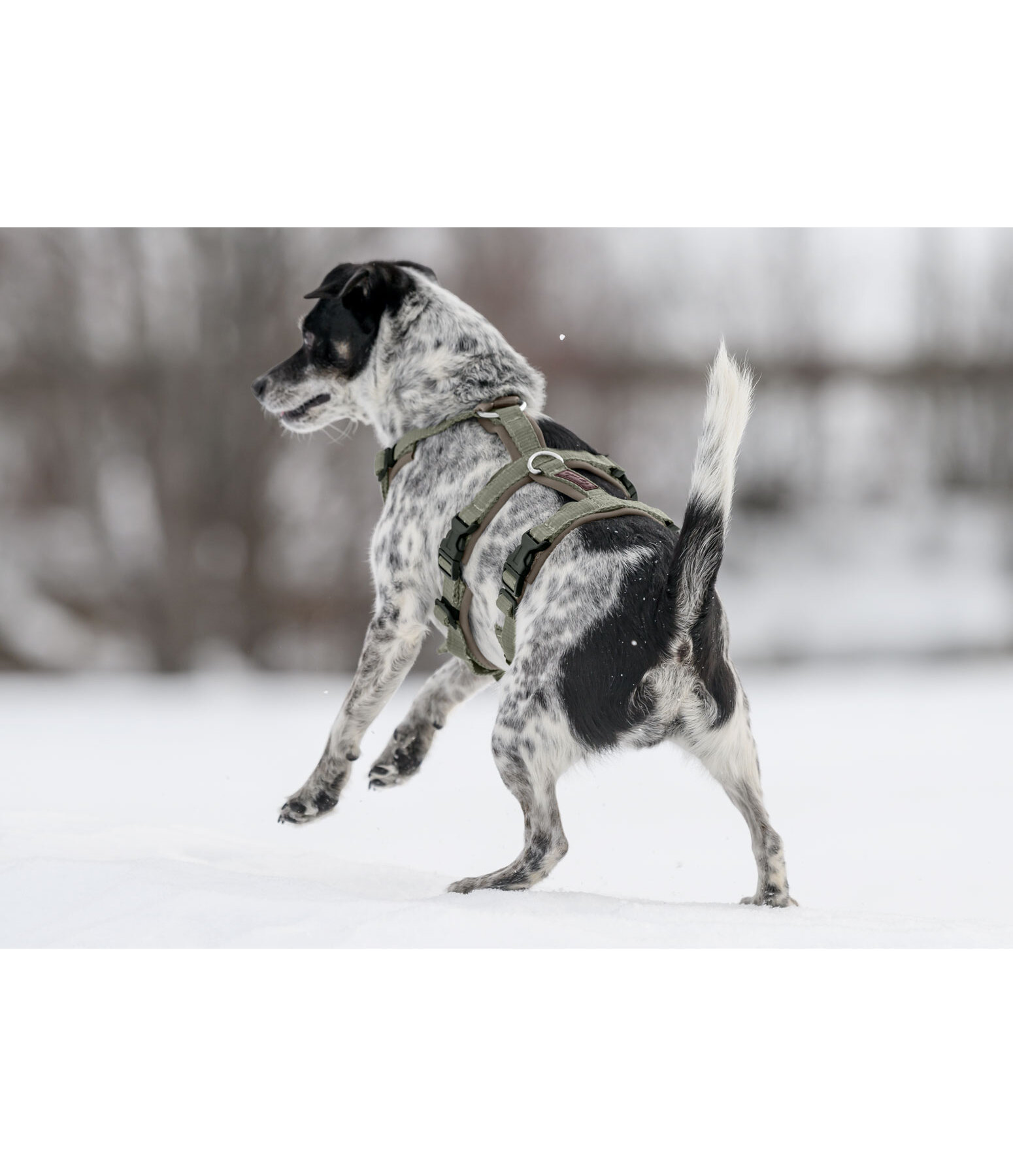 Sicherheitsgeschirr Irmi f�r Hunde