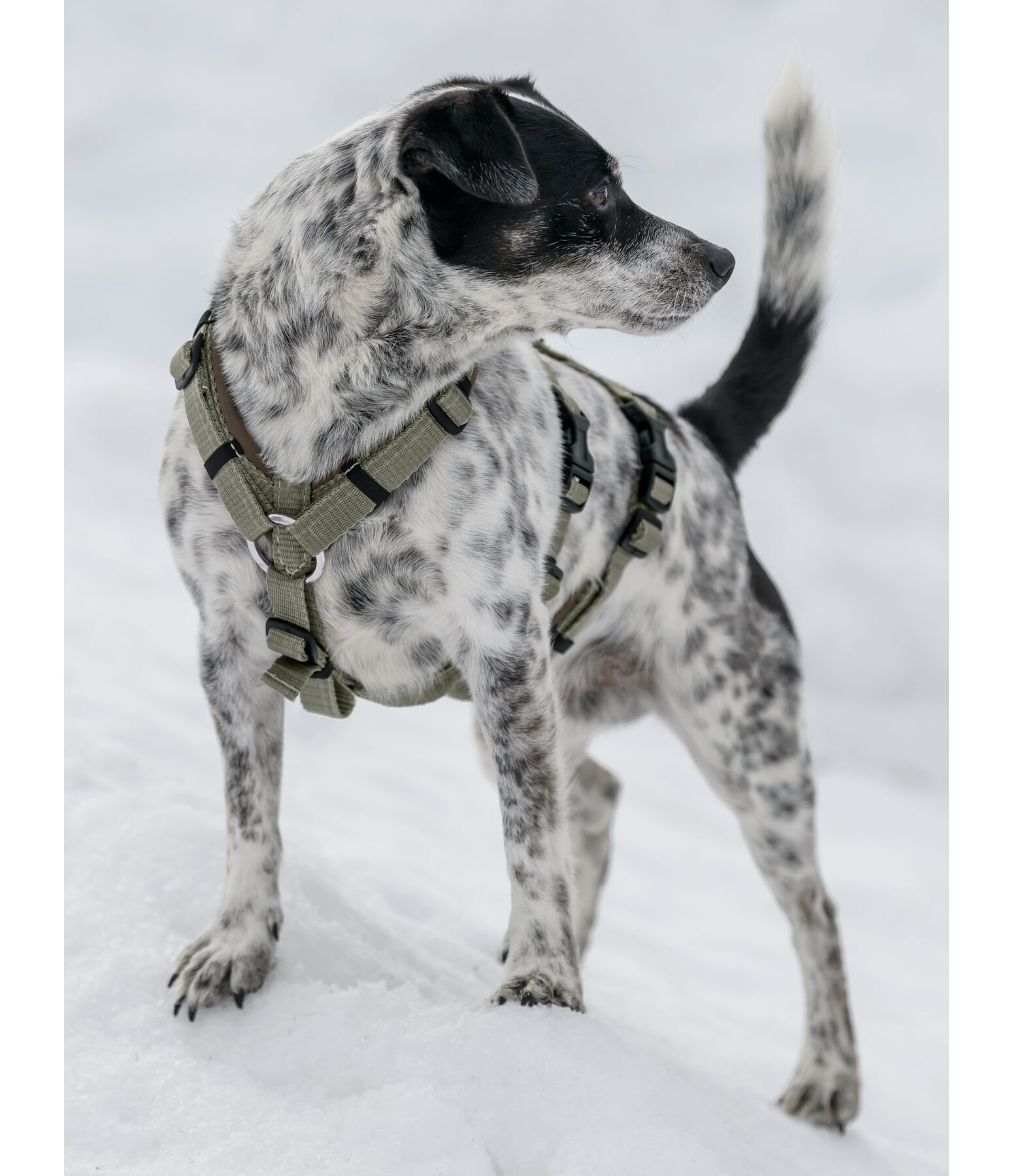 Sicherheitsgeschirr Irmi f�r Hunde