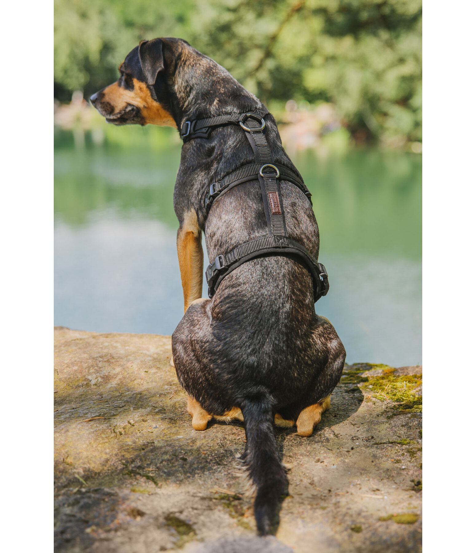Sicherheitsgeschirr Irmi f�r Hunde