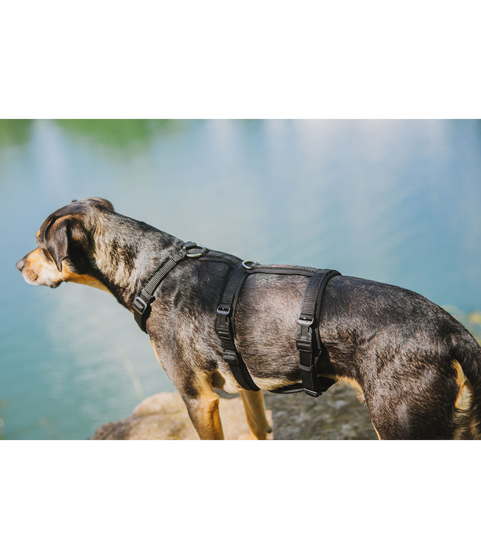 Sicherheitsgeschirr Irmi f�r Hunde