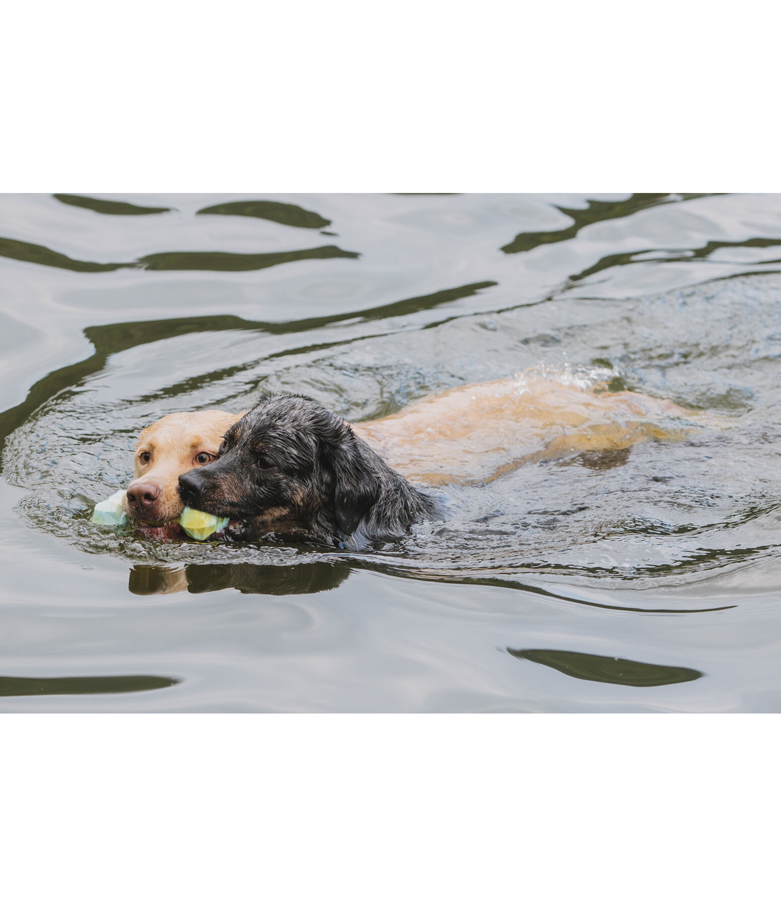 Wasser-Hundespielzeug Marble Bone
