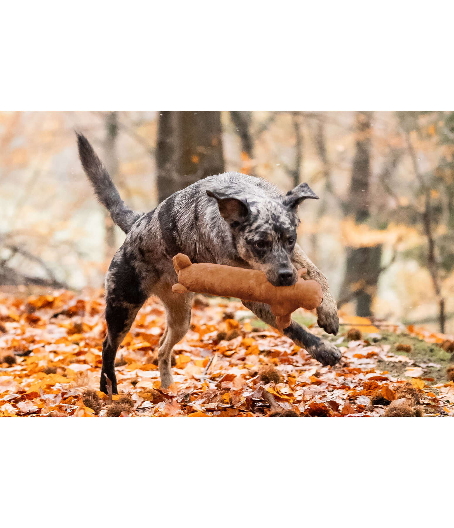 Hundespielzeug Jasper