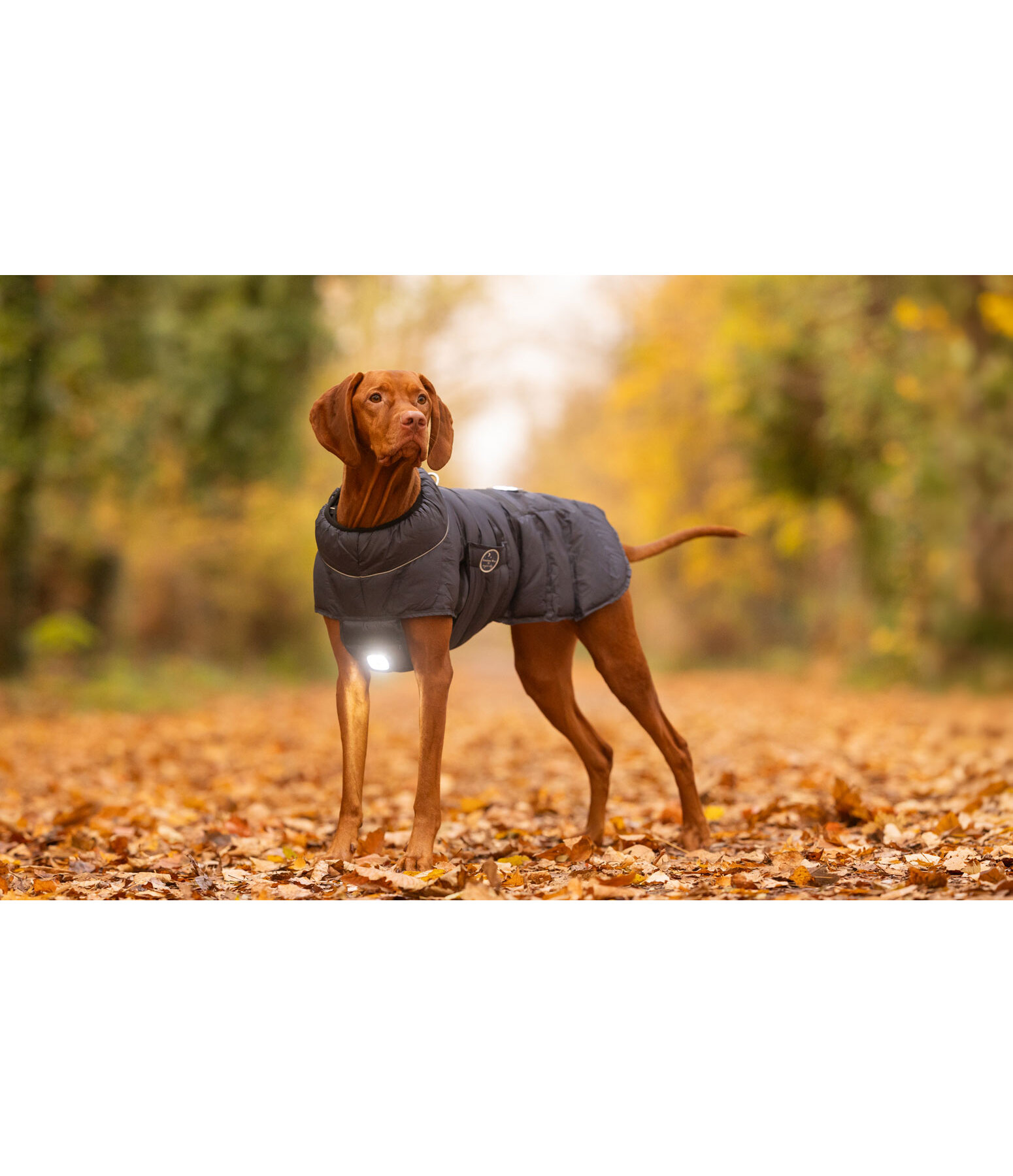 LED-Hunde-Steppjacke Arlo, 300 g