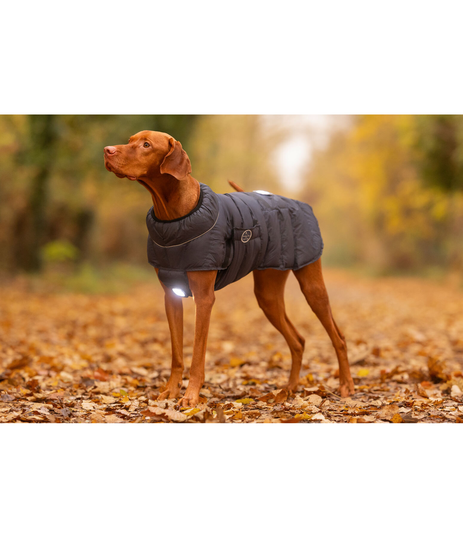 LED-Hunde-Steppjacke Arlo, 300 g