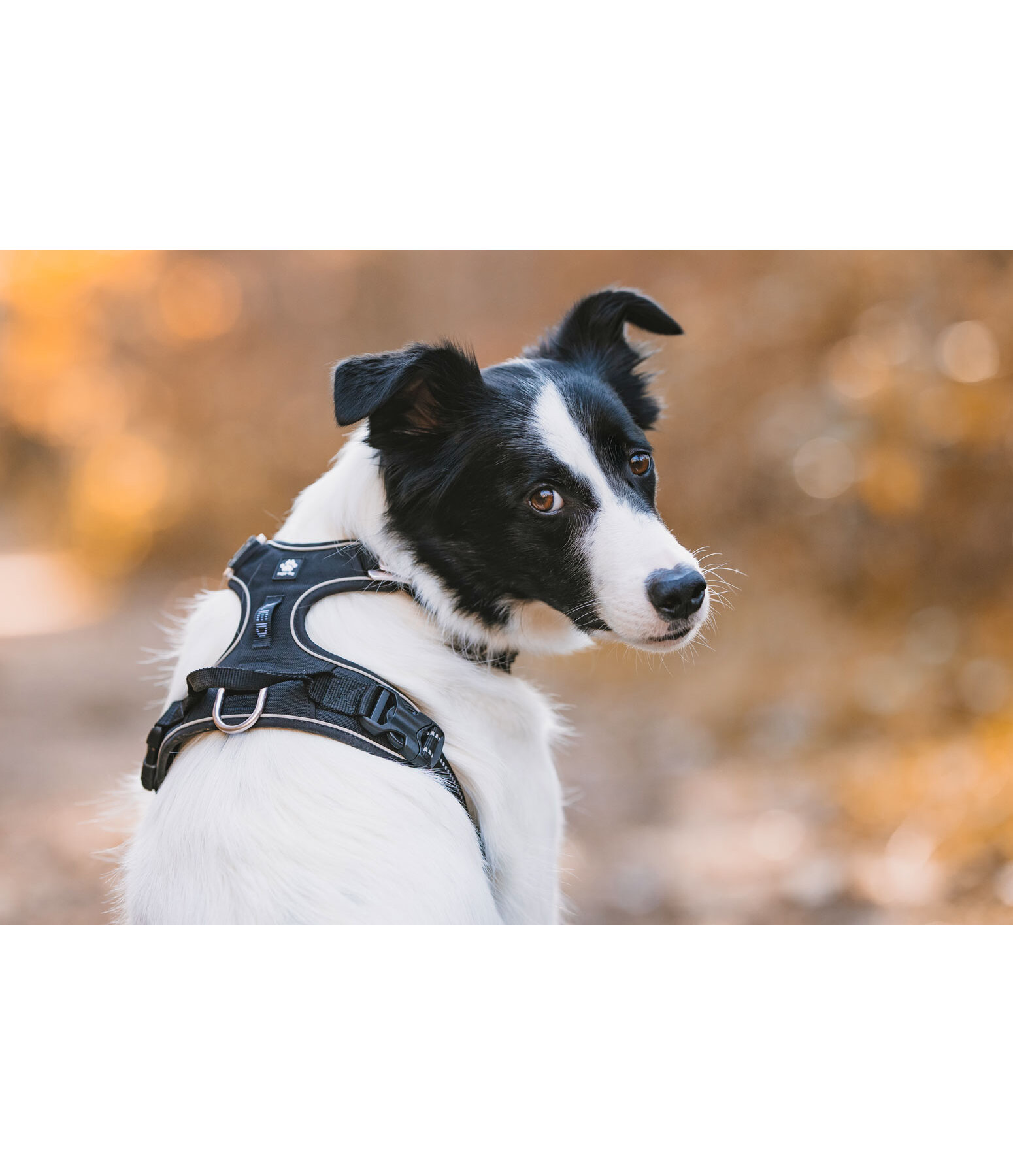 Hundegeschirr Expedition