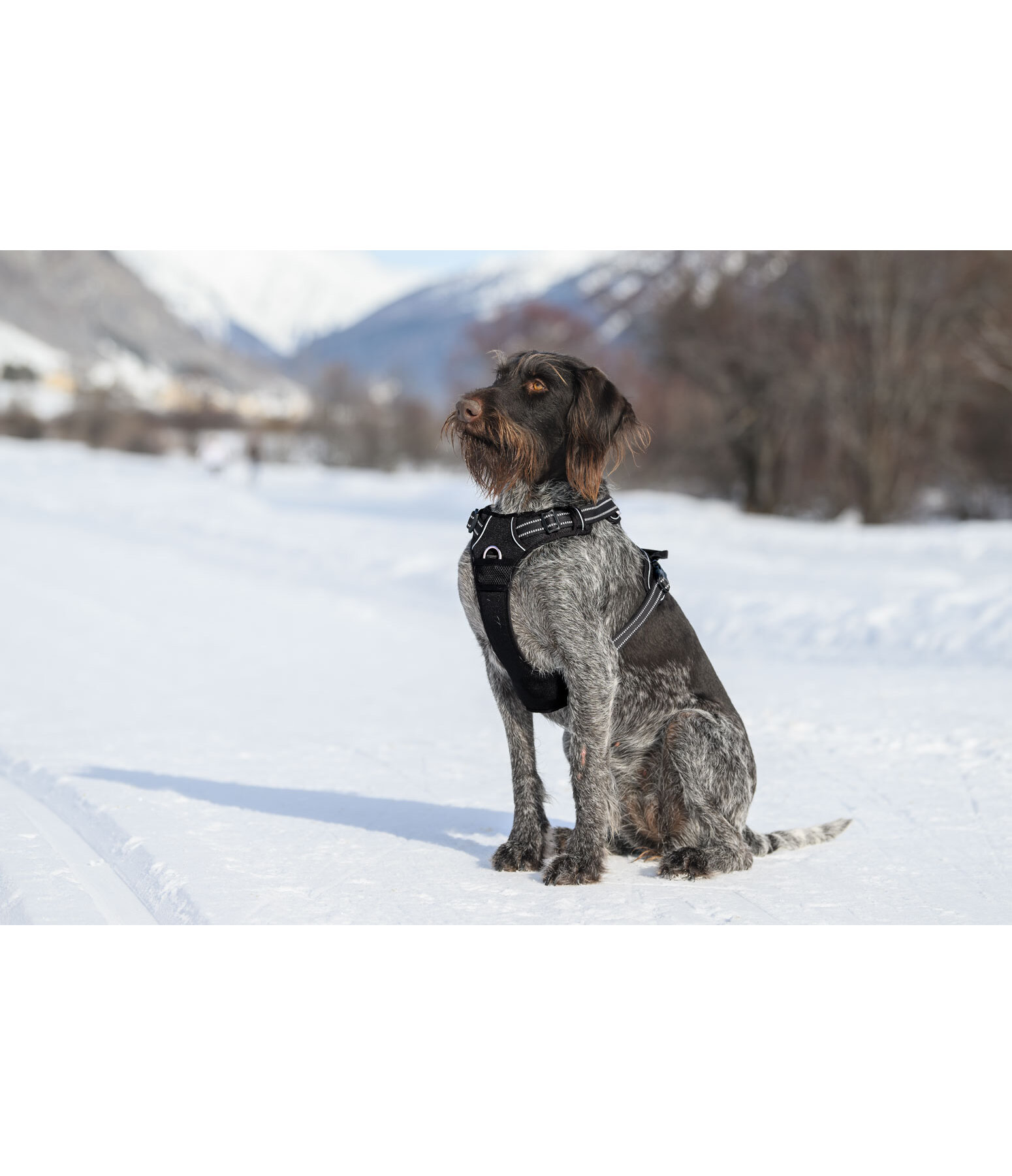 Hundegeschirr Expedition