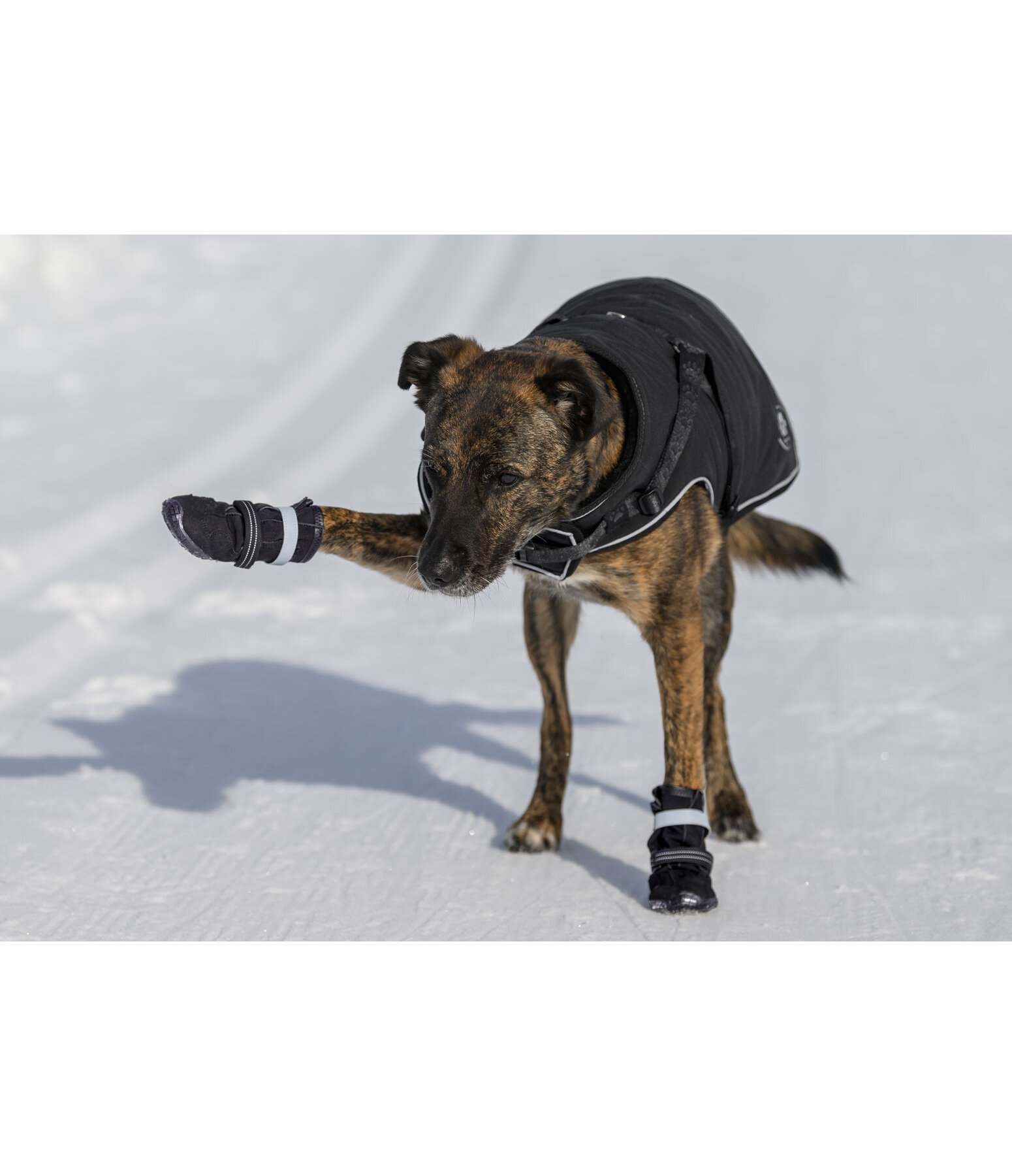 Pfotenschutz-Schuhe Antarctica f�r Hunde