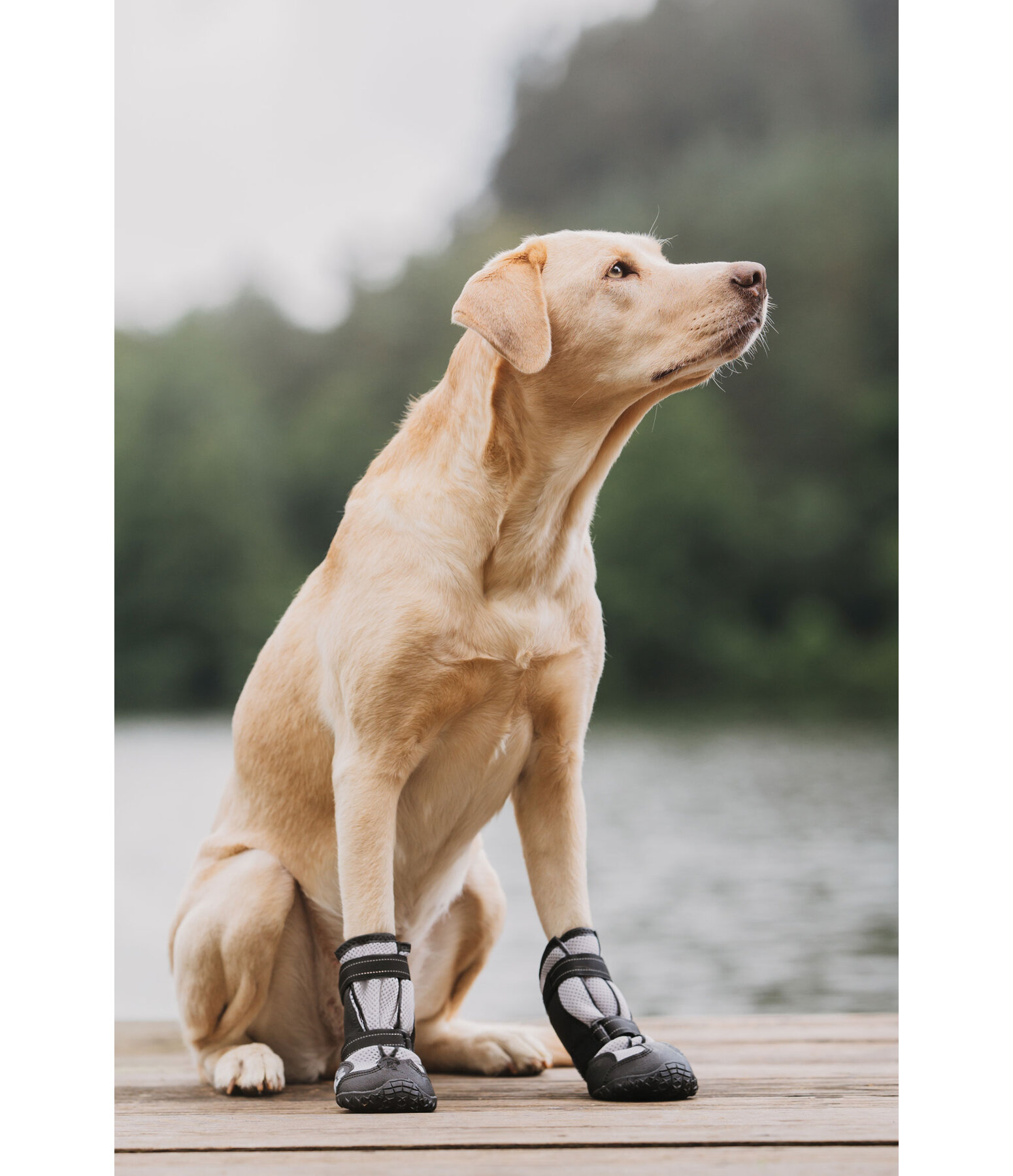Pfotenschutz-Schuhe Dubai f�r Hunde