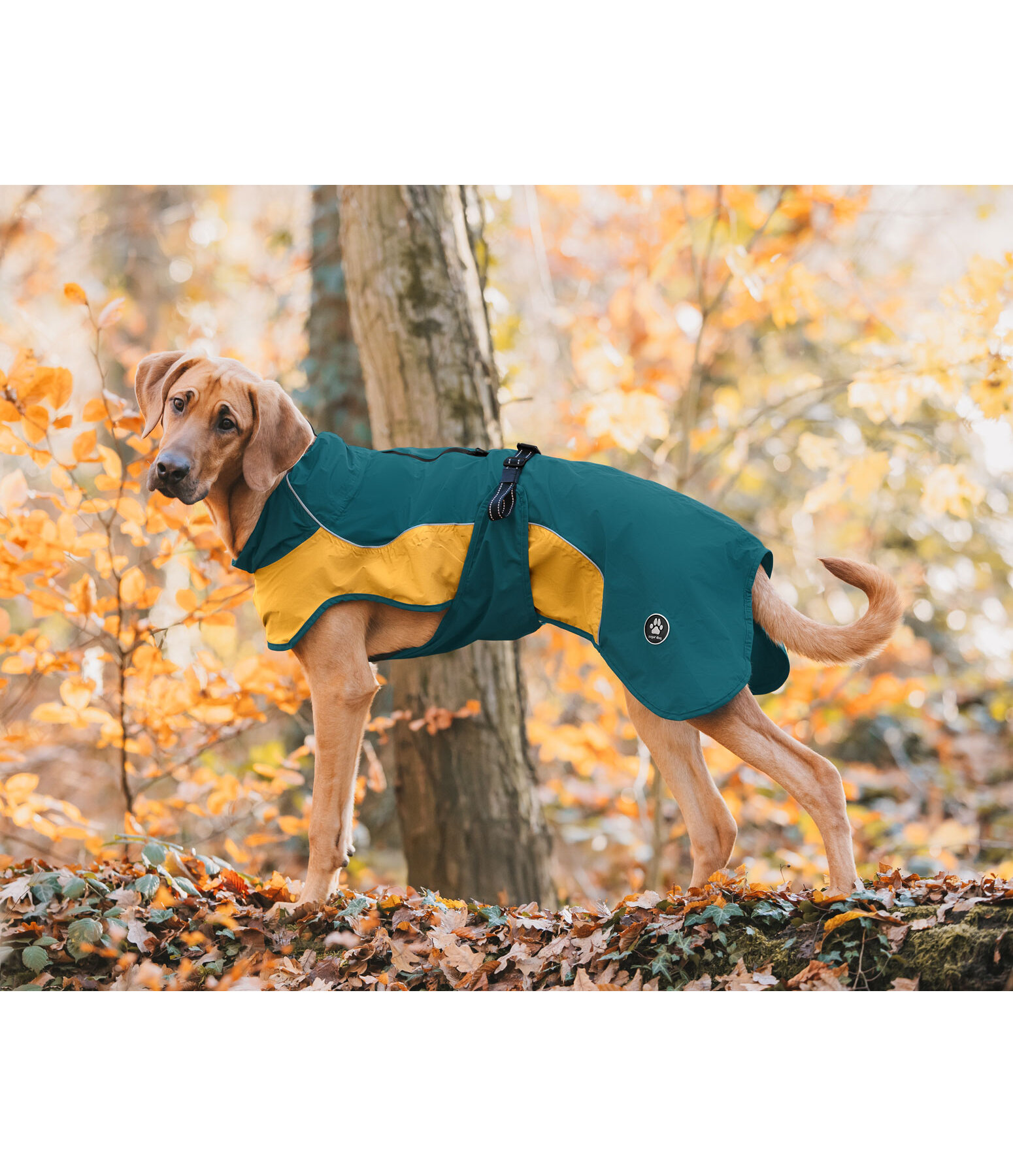 Lightweight Hunde-Regenmantel  Alma, 0 g