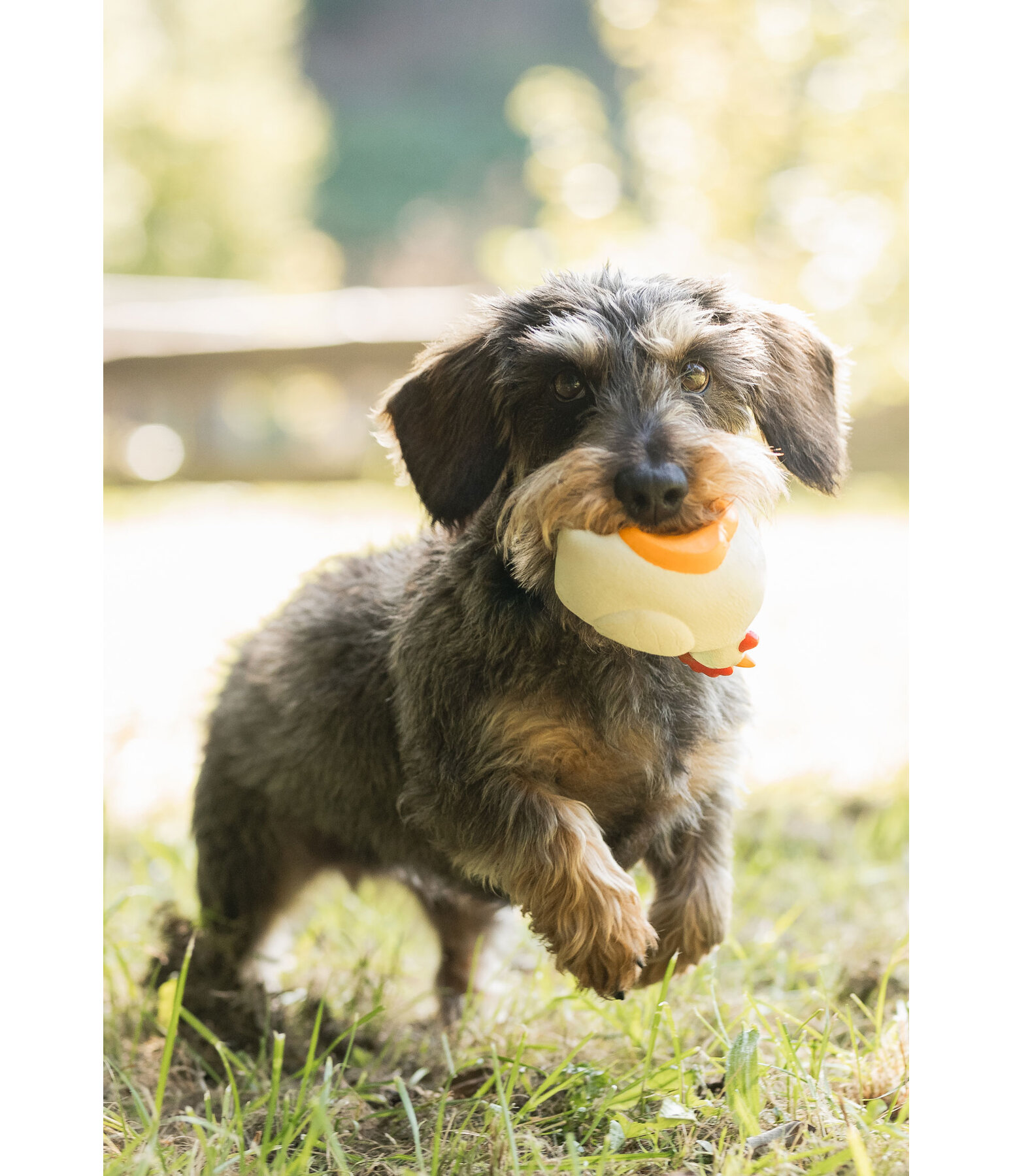 Hundespielzeug Chicken mit Quietsche