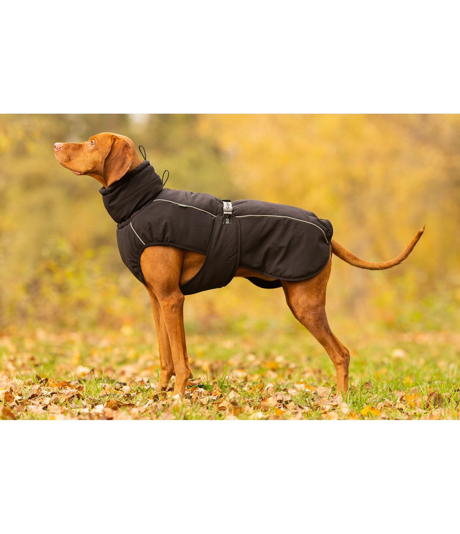 Winter-Hundemantel Marlon, 200-300 g