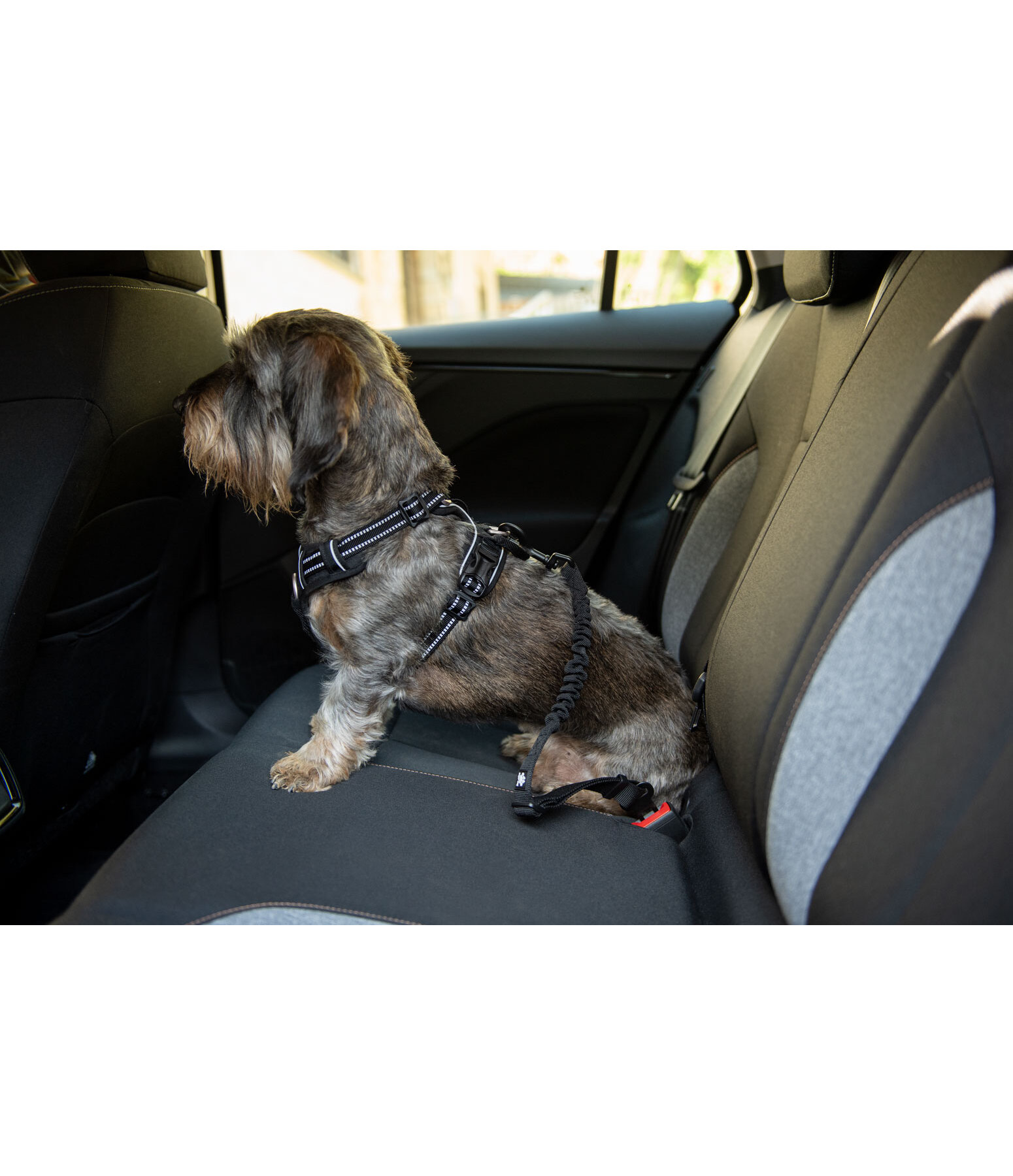 Sicherheitsgurt f�r Hunde