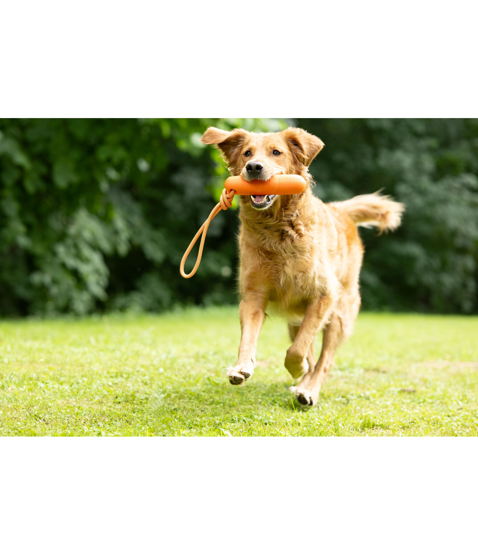 schwimmender Hunde-Wasserdummy
