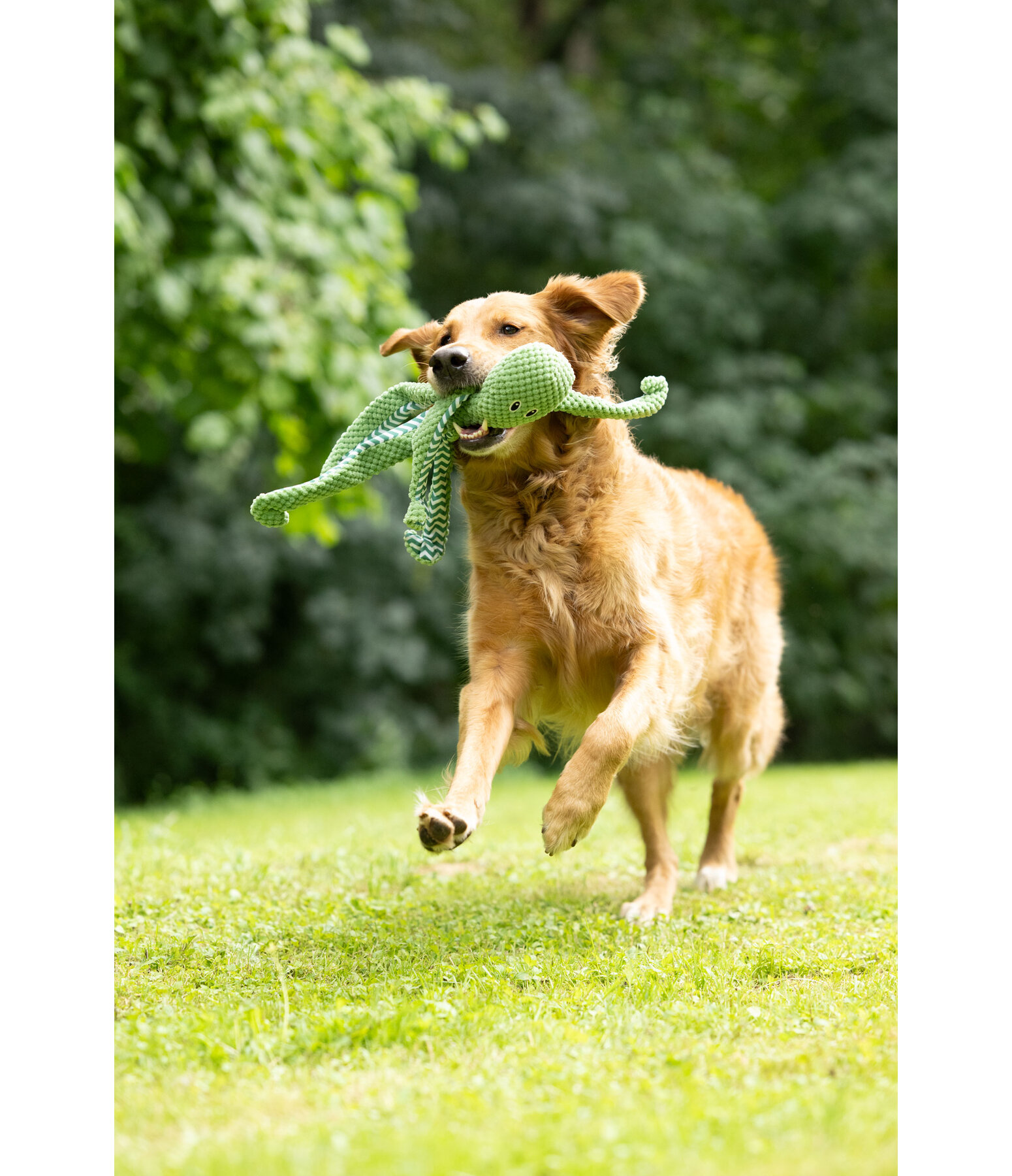 Hundespielzeug Octopus