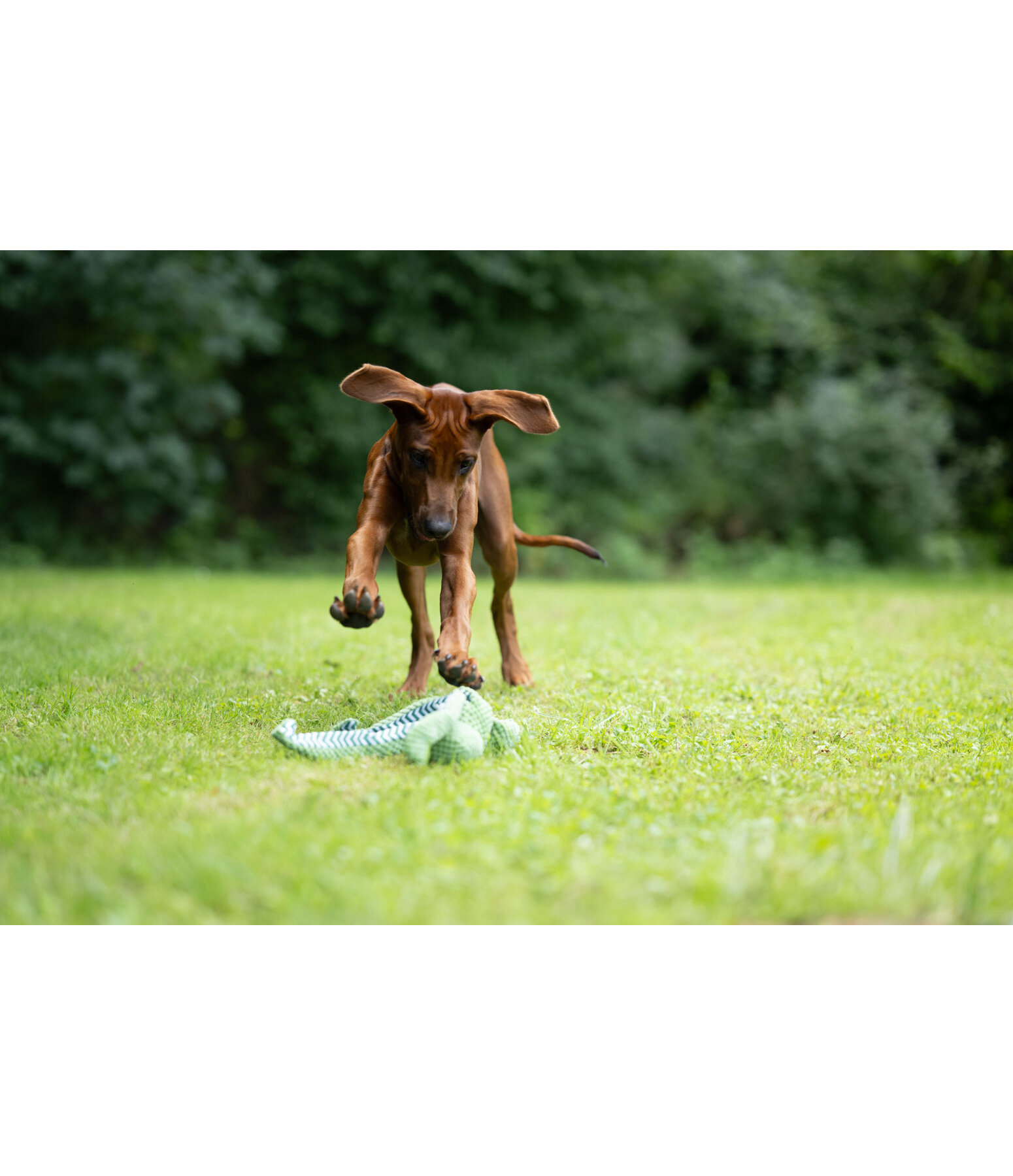 Hundespielzeug Octopus