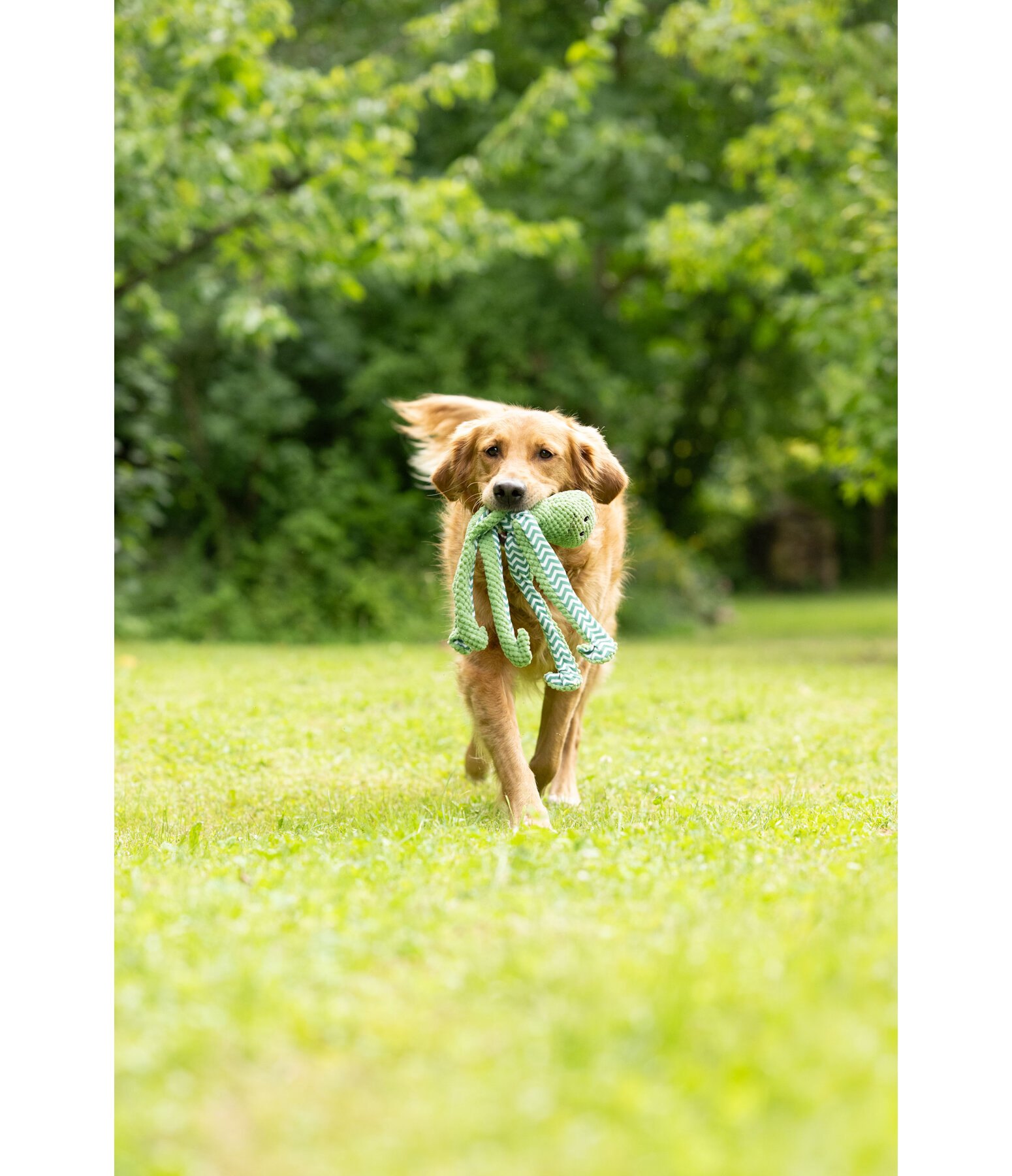 Hundespielzeug Octopus