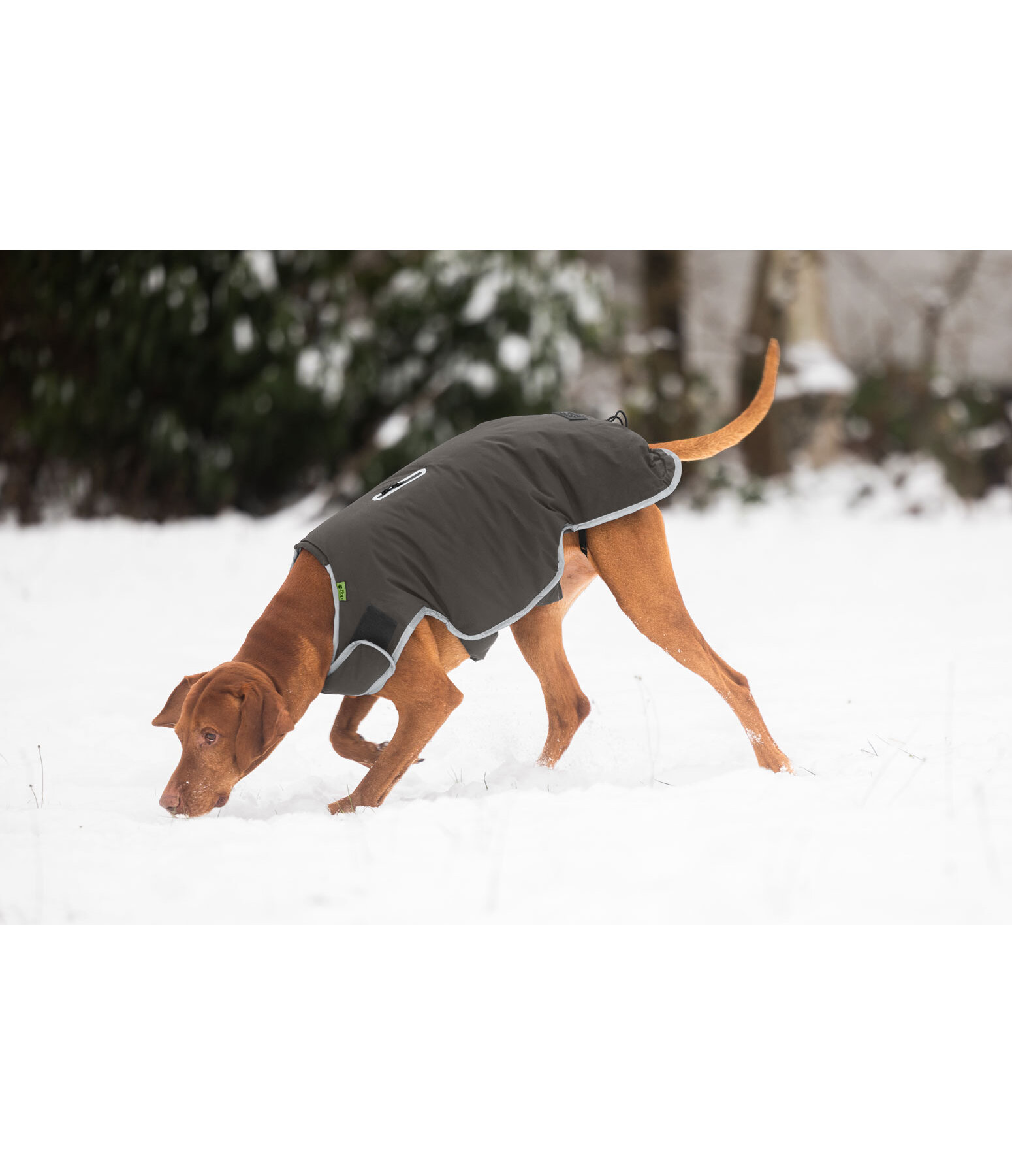 Hundemantel Side Closure, 50 g
