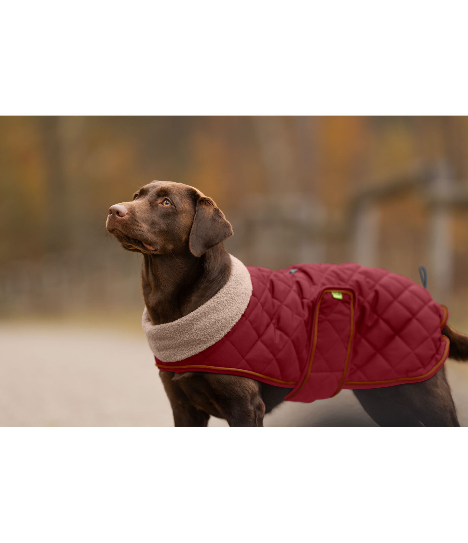 Stepp-Hundemantel mit Teddyfleece-F�tterung Holly